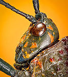 Phymateus saxosus - head side view Specimen. The famous, abundantly decorated grasshopper from Madagascar. It has an overall blue color (a bit more dull in this specimen), yellow stripes on the face, yellow speckles on the wing, red bumps on the thorax and fire-like red under-wings.<br />
https://www.jungledragon.com/image/116228/phymateus_saxosus.html<br />
https://www.jungledragon.com/image/116229/phymateus_saxosus_-_wing_detail.html<br />
https://www.jungledragon.com/image/116230/phymateus_saxosus_-_upper_body.html<br />
https://www.jungledragon.com/image/116231/phymateus_saxosus_-_head_side_view.html<br />
https://www.jungledragon.com/image/116232/phymateus_saxosus_-_thorax_and_head.html<br />
https://www.jungledragon.com/image/116233/phymateus_saxosus_-_portrait.html<br />
https://www.jungledragon.com/image/116234/phymateus_saxosus_-_wing_intersection.html<br />
https://www.jungledragon.com/image/116235/phymateus_saxosus_-_studio.html Extreme Macro,Phymateus saxosus,Rainbow Bush Locust