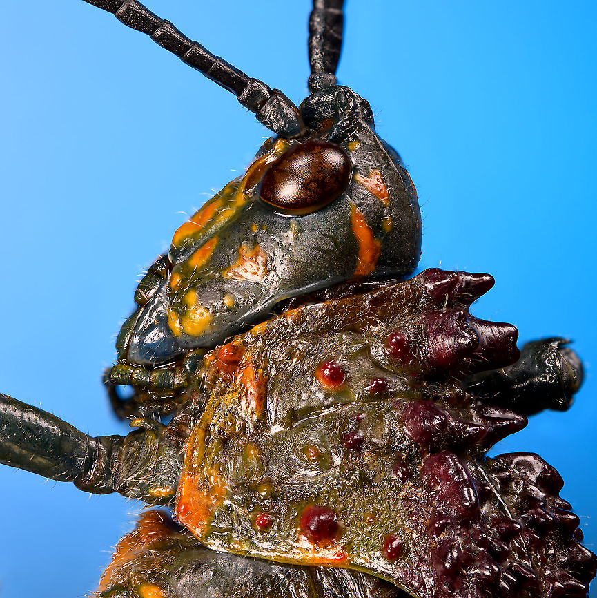 Phymateus saxosus - thorax and head Specimen. The famous, abundantly decorated grasshopper from Madagascar. It has an overall blue color (a bit more dull in this specimen), yellow stripes on the face, yellow speckles on the wing, red bumps on the thorax and fire-like red under-wings.<br />
<figure class="photo"><a href="https://www.jungledragon.com/image/116228/phymateus_saxosus.html" title="Phymateus saxosus"><img src="https://s3.amazonaws.com/media.jungledragon.com/images/2/116228_thumb.jpg?AWSAccessKeyId=05GMT0V3GWVNE7GGM1R2&Expires=1769040010&Signature=rLxYksDU6qmX0HV8PWIPBuErEMc%3D" width="200" height="126" alt="Phymateus saxosus Specimen. The famous, abundantly decorated grasshopper from Madagascar. It has an overall blue color (a bit more dull in this specimen), yellow stripes on the face, yellow speckles on the wing, red bumps on the thorax and fire-like red under-wings.<br />
https://www.jungledragon.com/image/116228/phymateus_saxosus.html<br />
https://www.jungledragon.com/image/116229/phymateus_saxosus_-_wing_detail.html<br />
https://www.jungledragon.com/image/116230/phymateus_saxosus_-_upper_body.html<br />
https://www.jungledragon.com/image/116231/phymateus_saxosus_-_head_side_view.html<br />
https://www.jungledragon.com/image/116232/phymateus_saxosus_-_thorax_and_head.html<br />
https://www.jungledragon.com/image/116233/phymateus_saxosus_-_portrait.html<br />
https://www.jungledragon.com/image/116234/phymateus_saxosus_-_wing_intersection.html<br />
https://www.jungledragon.com/image/116235/phymateus_saxosus_-_studio.html Macro,Phymateus saxosus,Rainbow Bush Locust" /></a></figure><br />
<figure class="photo"><a href="https://www.jungledragon.com/image/116229/phymateus_saxosus_-_wing_detail.html" title="Phymateus saxosus - wing detail"><img src="https://s3.amazonaws.com/media.jungledragon.com/images/2/116229_thumb.jpg?AWSAccessKeyId=05GMT0V3GWVNE7GGM1R2&Expires=1769040010&Signature=D71cfIP3ldBg6df9%2FXIKIjmliug%3D" width="102" height="152" alt="Phymateus saxosus - wing detail Specimen. The famous, abundantly decorated grasshopper from Madagascar. It has an overall blue color (a bit more dull in this specimen), yellow stripes on the face, yellow speckles on the wing, red bumps on the thorax and fire-like red under-wings.<br />
https://www.jungledragon.com/image/116228/phymateus_saxosus.html<br />
https://www.jungledragon.com/image/116229/phymateus_saxosus_-_wing_detail.html<br />
https://www.jungledragon.com/image/116230/phymateus_saxosus_-_upper_body.html<br />
https://www.jungledragon.com/image/116231/phymateus_saxosus_-_head_side_view.html<br />
https://www.jungledragon.com/image/116232/phymateus_saxosus_-_thorax_and_head.html<br />
https://www.jungledragon.com/image/116233/phymateus_saxosus_-_portrait.html<br />
https://www.jungledragon.com/image/116234/phymateus_saxosus_-_wing_intersection.html<br />
https://www.jungledragon.com/image/116235/phymateus_saxosus_-_studio.html Extreme Macro,Phymateus saxosus,Rainbow Bush Locust" /></a></figure><br />
<figure class="photo"><a href="https://www.jungledragon.com/image/116230/phymateus_saxosus_-_upper_body.html" title="Phymateus saxosus - upper body"><img src="https://s3.amazonaws.com/media.jungledragon.com/images/2/116230_thumb.jpg?AWSAccessKeyId=05GMT0V3GWVNE7GGM1R2&Expires=1769040010&Signature=C0pPzRaViKD2xOXrTIImlzVncys%3D" width="100" height="152" alt="Phymateus saxosus - upper body Specimen. The famous, abundantly decorated grasshopper from Madagascar. It has an overall blue color (a bit more dull in this specimen), yellow stripes on the face, yellow speckles on the wing, red bumps on the thorax and fire-like red under-wings.<br />
https://www.jungledragon.com/image/116228/phymateus_saxosus.html<br />
https://www.jungledragon.com/image/116229/phymateus_saxosus_-_wing_detail.html<br />
https://www.jungledragon.com/image/116230/phymateus_saxosus_-_upper_body.html<br />
https://www.jungledragon.com/image/116231/phymateus_saxosus_-_head_side_view.html<br />
https://www.jungledragon.com/image/116232/phymateus_saxosus_-_thorax_and_head.html<br />
https://www.jungledragon.com/image/116233/phymateus_saxosus_-_portrait.html<br />
https://www.jungledragon.com/image/116234/phymateus_saxosus_-_wing_intersection.html<br />
https://www.jungledragon.com/image/116235/phymateus_saxosus_-_studio.html Extreme Macro,Phymateus saxosus,Rainbow Bush Locust" /></a></figure><br />
<figure class="photo"><a href="https://www.jungledragon.com/image/116231/phymateus_saxosus_-_head_side_view.html" title="Phymateus saxosus - head side view"><img src="https://s3.amazonaws.com/media.jungledragon.com/images/2/116231_thumb.jpg?AWSAccessKeyId=05GMT0V3GWVNE7GGM1R2&Expires=1769040010&Signature=CVop6bbgObXpWL%2FPSfTU05f9csk%3D" width="136" height="152" alt="Phymateus saxosus - head side view Specimen. The famous, abundantly decorated grasshopper from Madagascar. It has an overall blue color (a bit more dull in this specimen), yellow stripes on the face, yellow speckles on the wing, red bumps on the thorax and fire-like red under-wings.<br />
https://www.jungledragon.com/image/116228/phymateus_saxosus.html<br />
https://www.jungledragon.com/image/116229/phymateus_saxosus_-_wing_detail.html<br />
https://www.jungledragon.com/image/116230/phymateus_saxosus_-_upper_body.html<br />
https://www.jungledragon.com/image/116231/phymateus_saxosus_-_head_side_view.html<br />
https://www.jungledragon.com/image/116232/phymateus_saxosus_-_thorax_and_head.html<br />
https://www.jungledragon.com/image/116233/phymateus_saxosus_-_portrait.html<br />
https://www.jungledragon.com/image/116234/phymateus_saxosus_-_wing_intersection.html<br />
https://www.jungledragon.com/image/116235/phymateus_saxosus_-_studio.html Extreme Macro,Phymateus saxosus,Rainbow Bush Locust" /></a></figure><br />
<figure class="photo"><a href="https://www.jungledragon.com/image/116232/phymateus_saxosus_-_thorax_and_head.html" title="Phymateus saxosus - thorax and head"><img src="https://s3.amazonaws.com/media.jungledragon.com/images/2/116232_thumb.jpg?AWSAccessKeyId=05GMT0V3GWVNE7GGM1R2&Expires=1769040010&Signature=exuQXav%2FB7wO4OYIThasX%2BcN7RM%3D" width="152" height="152" alt="Phymateus saxosus - thorax and head Specimen. The famous, abundantly decorated grasshopper from Madagascar. It has an overall blue color (a bit more dull in this specimen), yellow stripes on the face, yellow speckles on the wing, red bumps on the thorax and fire-like red under-wings.<br />
https://www.jungledragon.com/image/116228/phymateus_saxosus.html<br />
https://www.jungledragon.com/image/116229/phymateus_saxosus_-_wing_detail.html<br />
https://www.jungledragon.com/image/116230/phymateus_saxosus_-_upper_body.html<br />
https://www.jungledragon.com/image/116231/phymateus_saxosus_-_head_side_view.html<br />
https://www.jungledragon.com/image/116232/phymateus_saxosus_-_thorax_and_head.html<br />
https://www.jungledragon.com/image/116233/phymateus_saxosus_-_portrait.html<br />
https://www.jungledragon.com/image/116234/phymateus_saxosus_-_wing_intersection.html<br />
https://www.jungledragon.com/image/116235/phymateus_saxosus_-_studio.html Extreme Macro,Phymateus saxosus,Rainbow Bush Locust" /></a></figure><br />
<figure class="photo"><a href="https://www.jungledragon.com/image/116233/phymateus_saxosus_-_portrait.html" title="Phymateus saxosus - portrait"><img src="https://s3.amazonaws.com/media.jungledragon.com/images/2/116233_thumb.jpg?AWSAccessKeyId=05GMT0V3GWVNE7GGM1R2&Expires=1769040010&Signature=3TOeBsdrvBCKS0UO0aG9bRkFNnE%3D" width="200" height="158" alt="Phymateus saxosus - portrait Specimen. The famous, abundantly decorated grasshopper from Madagascar. It has an overall blue color (a bit more dull in this specimen), yellow stripes on the face, yellow speckles on the wing, red bumps on the thorax and fire-like red under-wings.<br />
https://www.jungledragon.com/image/116228/phymateus_saxosus.html<br />
https://www.jungledragon.com/image/116229/phymateus_saxosus_-_wing_detail.html<br />
https://www.jungledragon.com/image/116230/phymateus_saxosus_-_upper_body.html<br />
https://www.jungledragon.com/image/116231/phymateus_saxosus_-_head_side_view.html<br />
https://www.jungledragon.com/image/116232/phymateus_saxosus_-_thorax_and_head.html<br />
https://www.jungledragon.com/image/116233/phymateus_saxosus_-_portrait.html<br />
https://www.jungledragon.com/image/116234/phymateus_saxosus_-_wing_intersection.html<br />
https://www.jungledragon.com/image/116235/phymateus_saxosus_-_studio.html Extreme Macro,Extreme Macro Portraits,Phymateus saxosus,Rainbow Bush Locust" /></a></figure><br />
<figure class="photo"><a href="https://www.jungledragon.com/image/116234/phymateus_saxosus_-_wing_intersection.html" title="Phymateus saxosus - wing intersection"><img src="https://s3.amazonaws.com/media.jungledragon.com/images/2/116234_thumb.jpg?AWSAccessKeyId=05GMT0V3GWVNE7GGM1R2&Expires=1769040010&Signature=Vl3km55QCoRxj%2BWPRz4StNXhUOA%3D" width="200" height="134" alt="Phymateus saxosus - wing intersection Specimen. The famous, abundantly decorated grasshopper from Madagascar. It has an overall blue color (a bit more dull in this specimen), yellow stripes on the face, yellow speckles on the wing, red bumps on the thorax and fire-like red under-wings.<br />
https://www.jungledragon.com/image/116228/phymateus_saxosus.html<br />
https://www.jungledragon.com/image/116229/phymateus_saxosus_-_wing_detail.html<br />
https://www.jungledragon.com/image/116230/phymateus_saxosus_-_upper_body.html<br />
https://www.jungledragon.com/image/116231/phymateus_saxosus_-_head_side_view.html<br />
https://www.jungledragon.com/image/116232/phymateus_saxosus_-_thorax_and_head.html<br />
https://www.jungledragon.com/image/116233/phymateus_saxosus_-_portrait.html<br />
https://www.jungledragon.com/image/116234/phymateus_saxosus_-_wing_intersection.html<br />
https://www.jungledragon.com/image/116235/phymateus_saxosus_-_studio.html Extreme Macro,Phymateus saxosus,Rainbow Bush Locust" /></a></figure><br />
<figure class="photo"><a href="https://www.jungledragon.com/image/116235/phymateus_saxosus_-_studio.html" title="Phymateus saxosus - studio"><img src="https://s3.amazonaws.com/media.jungledragon.com/images/2/116235_thumb.jpg?AWSAccessKeyId=05GMT0V3GWVNE7GGM1R2&Expires=1769040010&Signature=%2FuTxDhPRwN0lnPc%2FJMORBAPN2h0%3D" width="200" height="152" alt="Phymateus saxosus - studio Specimen. The famous, abundantly decorated grasshopper from Madagascar. It has an overall blue color (a bit more dull in this specimen), yellow stripes on the face, yellow speckles on the wing, red bumps on the thorax and fire-like red under-wings.<br />
https://www.jungledragon.com/image/116228/phymateus_saxosus.html<br />
https://www.jungledragon.com/image/116229/phymateus_saxosus_-_wing_detail.html<br />
https://www.jungledragon.com/image/116230/phymateus_saxosus_-_upper_body.html<br />
https://www.jungledragon.com/image/116231/phymateus_saxosus_-_head_side_view.html<br />
https://www.jungledragon.com/image/116232/phymateus_saxosus_-_thorax_and_head.html<br />
https://www.jungledragon.com/image/116233/phymateus_saxosus_-_portrait.html<br />
https://www.jungledragon.com/image/116234/phymateus_saxosus_-_wing_intersection.html<br />
https://www.jungledragon.com/image/116235/phymateus_saxosus_-_studio.html Extreme Macro,Phymateus saxosus,Rainbow Bush Locust" /></a></figure> Extreme Macro,Phymateus saxosus,Rainbow Bush Locust