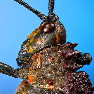 Phymateus saxosus - thorax and head Specimen. The famous, abundantly decorated grasshopper from Madagascar. It has an overall blue color (a bit more dull in this specimen), yellow stripes on the face, yellow speckles on the wing, red bumps on the thorax and fire-like red under-wings.
https://www.jungledragon.com/image/116228/phymateus_saxosus.html
https://www.jungledragon.com/image/116229/phymateus_saxosus_-_wing_detail.html
https://www.jungledragon.com/image/116230/phymateus_saxosus_-_upper_body.html
https://www.jungledragon.com/image/116231/phymateus_saxosus_-_head_side_view.html
https://www.jungledragon.com/image/116232/phymateus_saxosus_-_thorax_and_head.html
https://www.jungledragon.com/image/116233/phymateus_saxosus_-_portrait.html
https://www.jungledragon.com/image/116234/phymateus_saxosus_-_wing_intersection.html
https://www.jungledragon.com/image/116235/phymateus_saxosus_-_studio.html Extreme Macro,Phymateus saxosus,Rainbow Bush Locust