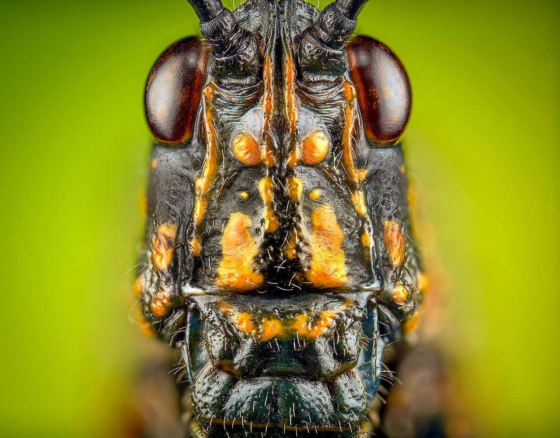 Phymateus saxosus - portrait Specimen. The famous, abundantly decorated grasshopper from Madagascar. It has an overall blue color (a bit more dull in this specimen), yellow stripes on the face, yellow speckles on the wing, red bumps on the thorax and fire-like red under-wings.<br />
<figure class="photo"><a href="https://www.jungledragon.com/image/116228/phymateus_saxosus.html" title="Phymateus saxosus"><img src="https://s3.amazonaws.com/media.jungledragon.com/images/2/116228_thumb.jpg?AWSAccessKeyId=05GMT0V3GWVNE7GGM1R2&Expires=1769040010&Signature=rLxYksDU6qmX0HV8PWIPBuErEMc%3D" width="200" height="126" alt="Phymateus saxosus Specimen. The famous, abundantly decorated grasshopper from Madagascar. It has an overall blue color (a bit more dull in this specimen), yellow stripes on the face, yellow speckles on the wing, red bumps on the thorax and fire-like red under-wings.<br />
https://www.jungledragon.com/image/116228/phymateus_saxosus.html<br />
https://www.jungledragon.com/image/116229/phymateus_saxosus_-_wing_detail.html<br />
https://www.jungledragon.com/image/116230/phymateus_saxosus_-_upper_body.html<br />
https://www.jungledragon.com/image/116231/phymateus_saxosus_-_head_side_view.html<br />
https://www.jungledragon.com/image/116232/phymateus_saxosus_-_thorax_and_head.html<br />
https://www.jungledragon.com/image/116233/phymateus_saxosus_-_portrait.html<br />
https://www.jungledragon.com/image/116234/phymateus_saxosus_-_wing_intersection.html<br />
https://www.jungledragon.com/image/116235/phymateus_saxosus_-_studio.html Macro,Phymateus saxosus,Rainbow Bush Locust" /></a></figure><br />
<figure class="photo"><a href="https://www.jungledragon.com/image/116229/phymateus_saxosus_-_wing_detail.html" title="Phymateus saxosus - wing detail"><img src="https://s3.amazonaws.com/media.jungledragon.com/images/2/116229_thumb.jpg?AWSAccessKeyId=05GMT0V3GWVNE7GGM1R2&Expires=1769040010&Signature=D71cfIP3ldBg6df9%2FXIKIjmliug%3D" width="102" height="152" alt="Phymateus saxosus - wing detail Specimen. The famous, abundantly decorated grasshopper from Madagascar. It has an overall blue color (a bit more dull in this specimen), yellow stripes on the face, yellow speckles on the wing, red bumps on the thorax and fire-like red under-wings.<br />
https://www.jungledragon.com/image/116228/phymateus_saxosus.html<br />
https://www.jungledragon.com/image/116229/phymateus_saxosus_-_wing_detail.html<br />
https://www.jungledragon.com/image/116230/phymateus_saxosus_-_upper_body.html<br />
https://www.jungledragon.com/image/116231/phymateus_saxosus_-_head_side_view.html<br />
https://www.jungledragon.com/image/116232/phymateus_saxosus_-_thorax_and_head.html<br />
https://www.jungledragon.com/image/116233/phymateus_saxosus_-_portrait.html<br />
https://www.jungledragon.com/image/116234/phymateus_saxosus_-_wing_intersection.html<br />
https://www.jungledragon.com/image/116235/phymateus_saxosus_-_studio.html Extreme Macro,Phymateus saxosus,Rainbow Bush Locust" /></a></figure><br />
<figure class="photo"><a href="https://www.jungledragon.com/image/116230/phymateus_saxosus_-_upper_body.html" title="Phymateus saxosus - upper body"><img src="https://s3.amazonaws.com/media.jungledragon.com/images/2/116230_thumb.jpg?AWSAccessKeyId=05GMT0V3GWVNE7GGM1R2&Expires=1769040010&Signature=C0pPzRaViKD2xOXrTIImlzVncys%3D" width="100" height="152" alt="Phymateus saxosus - upper body Specimen. The famous, abundantly decorated grasshopper from Madagascar. It has an overall blue color (a bit more dull in this specimen), yellow stripes on the face, yellow speckles on the wing, red bumps on the thorax and fire-like red under-wings.<br />
https://www.jungledragon.com/image/116228/phymateus_saxosus.html<br />
https://www.jungledragon.com/image/116229/phymateus_saxosus_-_wing_detail.html<br />
https://www.jungledragon.com/image/116230/phymateus_saxosus_-_upper_body.html<br />
https://www.jungledragon.com/image/116231/phymateus_saxosus_-_head_side_view.html<br />
https://www.jungledragon.com/image/116232/phymateus_saxosus_-_thorax_and_head.html<br />
https://www.jungledragon.com/image/116233/phymateus_saxosus_-_portrait.html<br />
https://www.jungledragon.com/image/116234/phymateus_saxosus_-_wing_intersection.html<br />
https://www.jungledragon.com/image/116235/phymateus_saxosus_-_studio.html Extreme Macro,Phymateus saxosus,Rainbow Bush Locust" /></a></figure><br />
<figure class="photo"><a href="https://www.jungledragon.com/image/116231/phymateus_saxosus_-_head_side_view.html" title="Phymateus saxosus - head side view"><img src="https://s3.amazonaws.com/media.jungledragon.com/images/2/116231_thumb.jpg?AWSAccessKeyId=05GMT0V3GWVNE7GGM1R2&Expires=1769040010&Signature=CVop6bbgObXpWL%2FPSfTU05f9csk%3D" width="136" height="152" alt="Phymateus saxosus - head side view Specimen. The famous, abundantly decorated grasshopper from Madagascar. It has an overall blue color (a bit more dull in this specimen), yellow stripes on the face, yellow speckles on the wing, red bumps on the thorax and fire-like red under-wings.<br />
https://www.jungledragon.com/image/116228/phymateus_saxosus.html<br />
https://www.jungledragon.com/image/116229/phymateus_saxosus_-_wing_detail.html<br />
https://www.jungledragon.com/image/116230/phymateus_saxosus_-_upper_body.html<br />
https://www.jungledragon.com/image/116231/phymateus_saxosus_-_head_side_view.html<br />
https://www.jungledragon.com/image/116232/phymateus_saxosus_-_thorax_and_head.html<br />
https://www.jungledragon.com/image/116233/phymateus_saxosus_-_portrait.html<br />
https://www.jungledragon.com/image/116234/phymateus_saxosus_-_wing_intersection.html<br />
https://www.jungledragon.com/image/116235/phymateus_saxosus_-_studio.html Extreme Macro,Phymateus saxosus,Rainbow Bush Locust" /></a></figure><br />
<figure class="photo"><a href="https://www.jungledragon.com/image/116232/phymateus_saxosus_-_thorax_and_head.html" title="Phymateus saxosus - thorax and head"><img src="https://s3.amazonaws.com/media.jungledragon.com/images/2/116232_thumb.jpg?AWSAccessKeyId=05GMT0V3GWVNE7GGM1R2&Expires=1769040010&Signature=exuQXav%2FB7wO4OYIThasX%2BcN7RM%3D" width="152" height="152" alt="Phymateus saxosus - thorax and head Specimen. The famous, abundantly decorated grasshopper from Madagascar. It has an overall blue color (a bit more dull in this specimen), yellow stripes on the face, yellow speckles on the wing, red bumps on the thorax and fire-like red under-wings.<br />
https://www.jungledragon.com/image/116228/phymateus_saxosus.html<br />
https://www.jungledragon.com/image/116229/phymateus_saxosus_-_wing_detail.html<br />
https://www.jungledragon.com/image/116230/phymateus_saxosus_-_upper_body.html<br />
https://www.jungledragon.com/image/116231/phymateus_saxosus_-_head_side_view.html<br />
https://www.jungledragon.com/image/116232/phymateus_saxosus_-_thorax_and_head.html<br />
https://www.jungledragon.com/image/116233/phymateus_saxosus_-_portrait.html<br />
https://www.jungledragon.com/image/116234/phymateus_saxosus_-_wing_intersection.html<br />
https://www.jungledragon.com/image/116235/phymateus_saxosus_-_studio.html Extreme Macro,Phymateus saxosus,Rainbow Bush Locust" /></a></figure><br />
<figure class="photo"><a href="https://www.jungledragon.com/image/116233/phymateus_saxosus_-_portrait.html" title="Phymateus saxosus - portrait"><img src="https://s3.amazonaws.com/media.jungledragon.com/images/2/116233_thumb.jpg?AWSAccessKeyId=05GMT0V3GWVNE7GGM1R2&Expires=1769040010&Signature=3TOeBsdrvBCKS0UO0aG9bRkFNnE%3D" width="200" height="158" alt="Phymateus saxosus - portrait Specimen. The famous, abundantly decorated grasshopper from Madagascar. It has an overall blue color (a bit more dull in this specimen), yellow stripes on the face, yellow speckles on the wing, red bumps on the thorax and fire-like red under-wings.<br />
https://www.jungledragon.com/image/116228/phymateus_saxosus.html<br />
https://www.jungledragon.com/image/116229/phymateus_saxosus_-_wing_detail.html<br />
https://www.jungledragon.com/image/116230/phymateus_saxosus_-_upper_body.html<br />
https://www.jungledragon.com/image/116231/phymateus_saxosus_-_head_side_view.html<br />
https://www.jungledragon.com/image/116232/phymateus_saxosus_-_thorax_and_head.html<br />
https://www.jungledragon.com/image/116233/phymateus_saxosus_-_portrait.html<br />
https://www.jungledragon.com/image/116234/phymateus_saxosus_-_wing_intersection.html<br />
https://www.jungledragon.com/image/116235/phymateus_saxosus_-_studio.html Extreme Macro,Extreme Macro Portraits,Phymateus saxosus,Rainbow Bush Locust" /></a></figure><br />
<figure class="photo"><a href="https://www.jungledragon.com/image/116234/phymateus_saxosus_-_wing_intersection.html" title="Phymateus saxosus - wing intersection"><img src="https://s3.amazonaws.com/media.jungledragon.com/images/2/116234_thumb.jpg?AWSAccessKeyId=05GMT0V3GWVNE7GGM1R2&Expires=1769040010&Signature=Vl3km55QCoRxj%2BWPRz4StNXhUOA%3D" width="200" height="134" alt="Phymateus saxosus - wing intersection Specimen. The famous, abundantly decorated grasshopper from Madagascar. It has an overall blue color (a bit more dull in this specimen), yellow stripes on the face, yellow speckles on the wing, red bumps on the thorax and fire-like red under-wings.<br />
https://www.jungledragon.com/image/116228/phymateus_saxosus.html<br />
https://www.jungledragon.com/image/116229/phymateus_saxosus_-_wing_detail.html<br />
https://www.jungledragon.com/image/116230/phymateus_saxosus_-_upper_body.html<br />
https://www.jungledragon.com/image/116231/phymateus_saxosus_-_head_side_view.html<br />
https://www.jungledragon.com/image/116232/phymateus_saxosus_-_thorax_and_head.html<br />
https://www.jungledragon.com/image/116233/phymateus_saxosus_-_portrait.html<br />
https://www.jungledragon.com/image/116234/phymateus_saxosus_-_wing_intersection.html<br />
https://www.jungledragon.com/image/116235/phymateus_saxosus_-_studio.html Extreme Macro,Phymateus saxosus,Rainbow Bush Locust" /></a></figure><br />
<figure class="photo"><a href="https://www.jungledragon.com/image/116235/phymateus_saxosus_-_studio.html" title="Phymateus saxosus - studio"><img src="https://s3.amazonaws.com/media.jungledragon.com/images/2/116235_thumb.jpg?AWSAccessKeyId=05GMT0V3GWVNE7GGM1R2&Expires=1769040010&Signature=%2FuTxDhPRwN0lnPc%2FJMORBAPN2h0%3D" width="200" height="152" alt="Phymateus saxosus - studio Specimen. The famous, abundantly decorated grasshopper from Madagascar. It has an overall blue color (a bit more dull in this specimen), yellow stripes on the face, yellow speckles on the wing, red bumps on the thorax and fire-like red under-wings.<br />
https://www.jungledragon.com/image/116228/phymateus_saxosus.html<br />
https://www.jungledragon.com/image/116229/phymateus_saxosus_-_wing_detail.html<br />
https://www.jungledragon.com/image/116230/phymateus_saxosus_-_upper_body.html<br />
https://www.jungledragon.com/image/116231/phymateus_saxosus_-_head_side_view.html<br />
https://www.jungledragon.com/image/116232/phymateus_saxosus_-_thorax_and_head.html<br />
https://www.jungledragon.com/image/116233/phymateus_saxosus_-_portrait.html<br />
https://www.jungledragon.com/image/116234/phymateus_saxosus_-_wing_intersection.html<br />
https://www.jungledragon.com/image/116235/phymateus_saxosus_-_studio.html Extreme Macro,Phymateus saxosus,Rainbow Bush Locust" /></a></figure> Extreme Macro,Extreme Macro Portraits,Phymateus saxosus,Rainbow Bush Locust