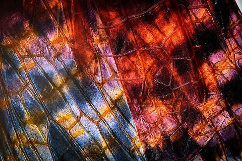 Phymateus saxosus - wing intersection Specimen. The famous, abundantly decorated grasshopper from Madagascar. It has an overall blue color (a bit more dull in this specimen), yellow stripes on the face, yellow speckles on the wing, red bumps on the thorax and fire-like red under-wings.
https://www.jungledragon.com/image/116228/phymateus_saxosus.html
https://www.jungledragon.com/image/116229/phymateus_saxosus_-_wing_detail.html
https://www.jungledragon.com/image/116230/phymateus_saxosus_-_upper_body.html
https://www.jungledragon.com/image/116231/phymateus_saxosus_-_head_side_view.html
https://www.jungledragon.com/image/116232/phymateus_saxosus_-_thorax_and_head.html
https://www.jungledragon.com/image/116233/phymateus_saxosus_-_portrait.html
https://www.jungledragon.com/image/116234/phymateus_saxosus_-_wing_intersection.html
https://www.jungledragon.com/image/116235/phymateus_saxosus_-_studio.html Extreme Macro,Phymateus saxosus,Rainbow Bush Locust