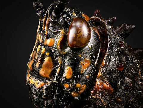 Phymateus saxosus - studio Specimen. The famous, abundantly decorated grasshopper from Madagascar. It has an overall blue color (a bit more dull in this specimen), yellow stripes on the face, yellow speckles on the wing, red bumps on the thorax and fire-like red under-wings.
https://www.jungledragon.com/image/116228/phymateus_saxosus.html
https://www.jungledragon.com/image/116229/phymateus_saxosus_-_wing_detail.html
https://www.jungledragon.com/image/116230/phymateus_saxosus_-_upper_body.html
https://www.jungledragon.com/image/116231/phymateus_saxosus_-_head_side_view.html
https://www.jungledragon.com/image/116232/phymateus_saxosus_-_thorax_and_head.html
https://www.jungledragon.com/image/116233/phymateus_saxosus_-_portrait.html
https://www.jungledragon.com/image/116234/phymateus_saxosus_-_wing_intersection.html
https://www.jungledragon.com/image/116235/phymateus_saxosus_-_studio.html Extreme Macro,Phymateus saxosus,Rainbow Bush Locust