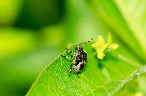Picromerus bidens nymph climbing leaf  Geotagged,Heesch,Macro,Picromerus bidens,The Netherlands