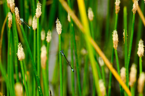 Blue-tailed damselfly in reed Two damselflies resting in the water reeds. They are probably tired of me visiting their land-based hideout. Blue-tailed damselfly,Geotagged,Heesch,Ischnura elegans,Macro,The Netherlands