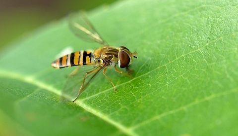 Marmalade Hoverfly closeup  Episyrphus balteatus,Marmalade Hoverfly