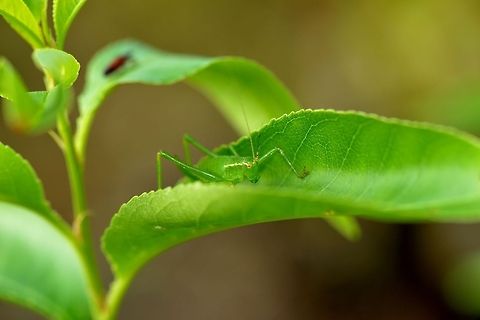 Speckled bush-cricket hiding  Leptophyes punctatissima,Speckled bush-cricket