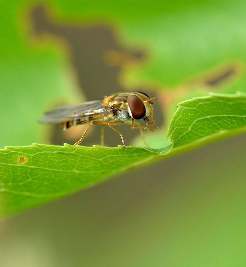 Marmalade Hoverfly closeup II Look, mum, I am a daredevil! Episyrphus balteatus,Marmalade Hoverfly