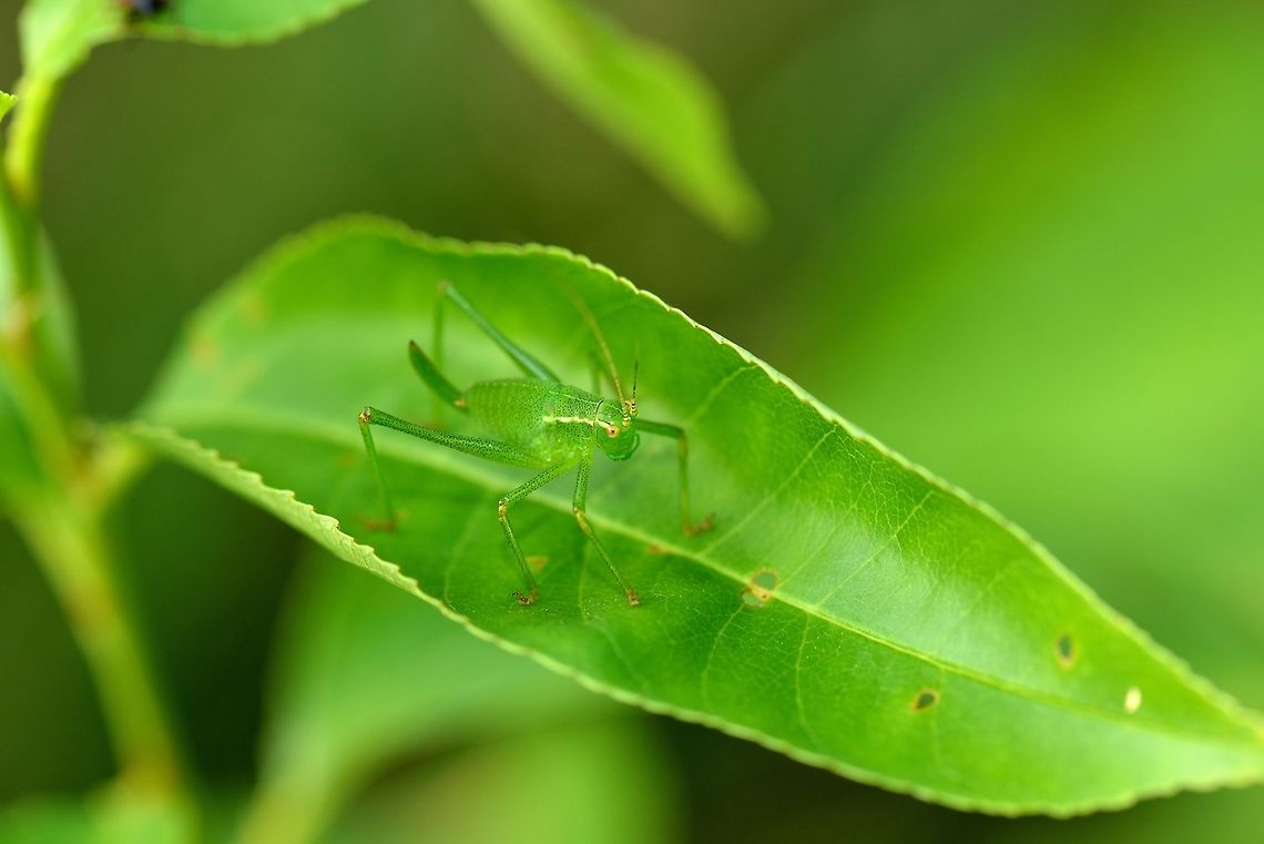 Speckled bush-cricket mega macro Why mega macro? Check out the EXIF, this is the first shot I am sharing from my insane new camera, the D800. Check this photo out in HD mode to experience all the details. Leptophyes punctatissima,Speckled bush-cricket