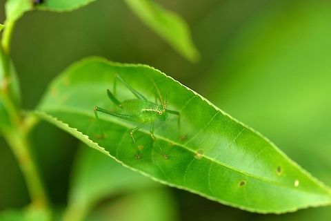 Speckled bush-cricket mega macro Why mega macro? Check out the EXIF, this is the first shot I am sharing from my insane new camera, the D800. Check this photo out in HD mode to experience all the details. Leptophyes punctatissima,Speckled bush-cricket
