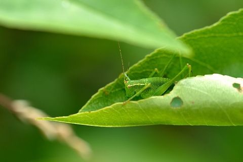 Speckled bush-cricket hiding  Leptophyes punctatissima,Speckled bush-cricket