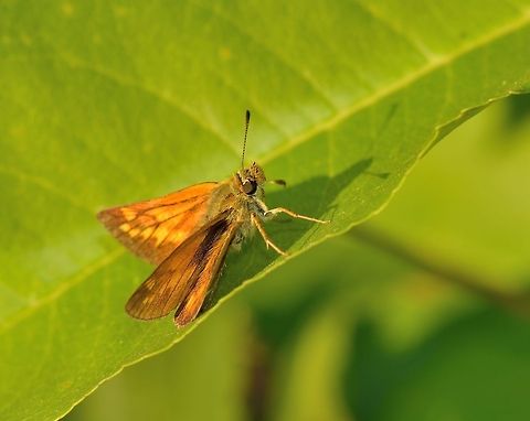 Large Skipper sunbathing  Large Skipper,Ochlodes sylvanus