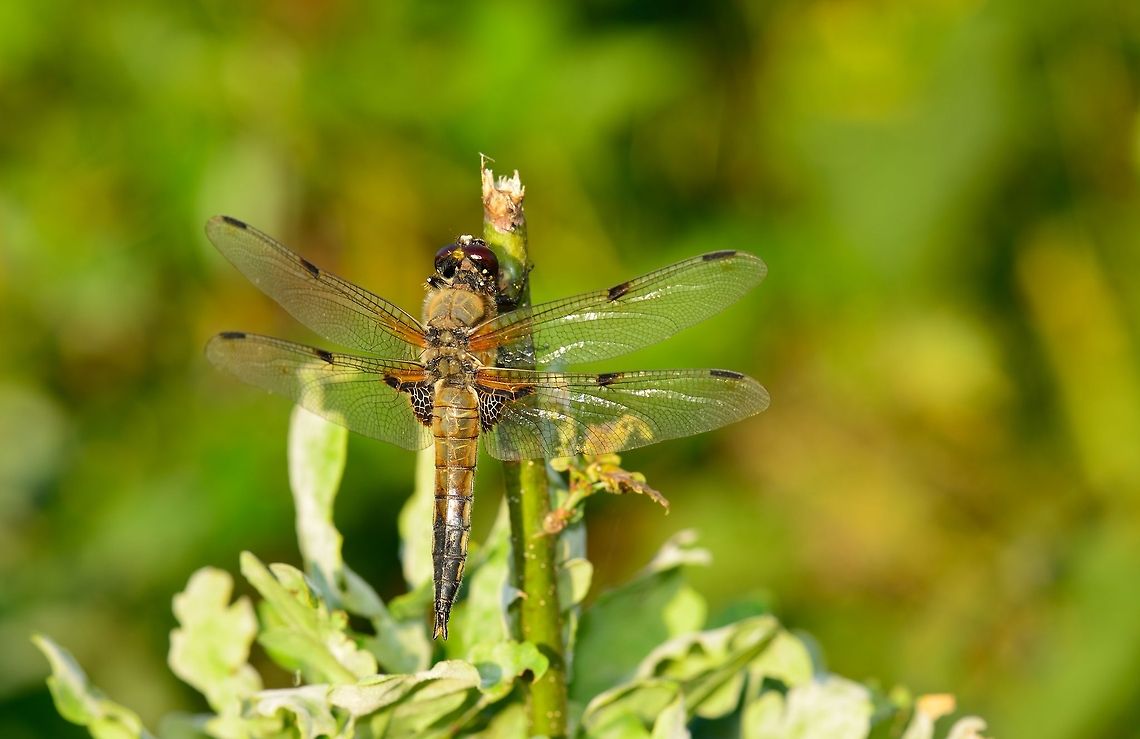 Four-spotted Chaser sunbathing Check this one out in HD mode, there&#039;s a lot of detail to inspect. Particularly the silver tip of its body I found interesting. Four-spotted Chaser,Libellula quadrimaculata