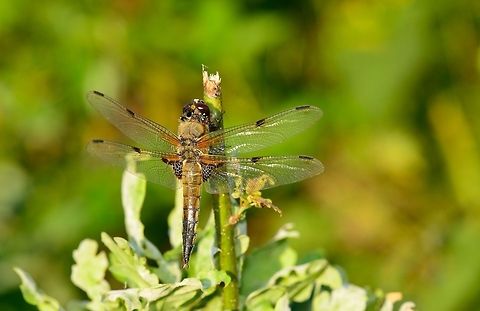 Four-spotted Chaser sunbathing Check this one out in HD mode, there's a lot of detail to inspect. Particularly the silver tip of its body I found interesting. Four-spotted Chaser,Libellula quadrimaculata