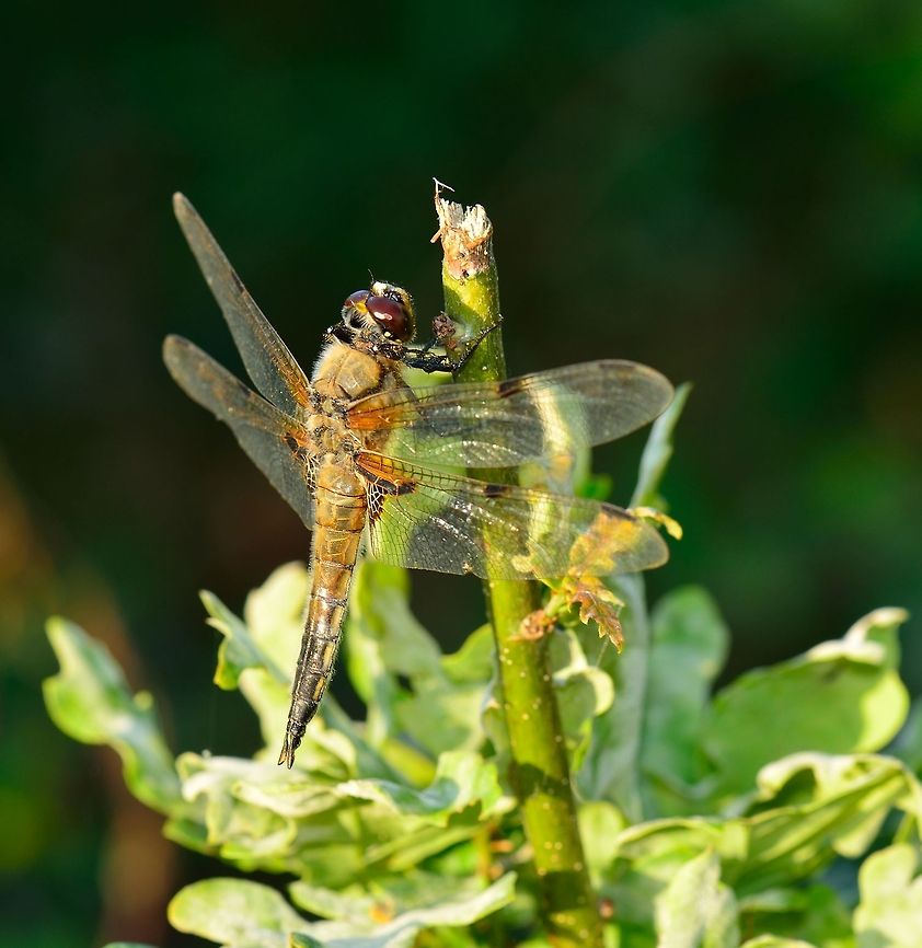 Four-spotted Chaser resting on branch  Four-spotted Chaser,Libellula quadrimaculata