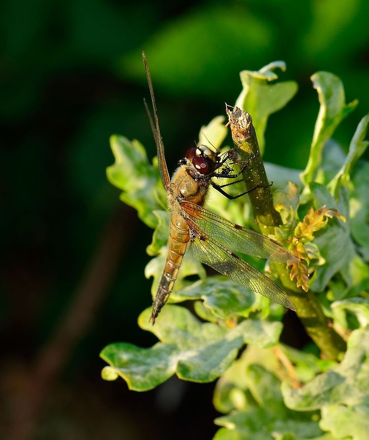 Four-spotted Chaser resting on branch - II  Four-spotted Chaser,Libellula quadrimaculata