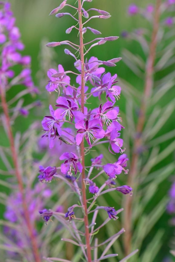 Rosebay Willowherb in bloom  Chamaenerion angustifolium,Chamerion angustifolium,Rosebay Willowherb or Fireweed,Rosebay willowherb or fireweed