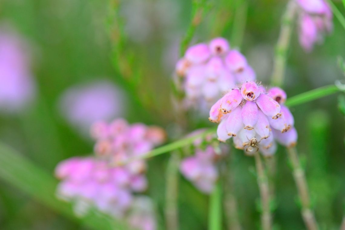 Erica tetralix macro A small spider is waiting for prey. Cross-leaved Heath,Erica tetralix