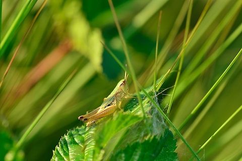 Lesser marsh grasshopper chillin'  Chorthippus albomarginatus,Lesser marsh grasshopper