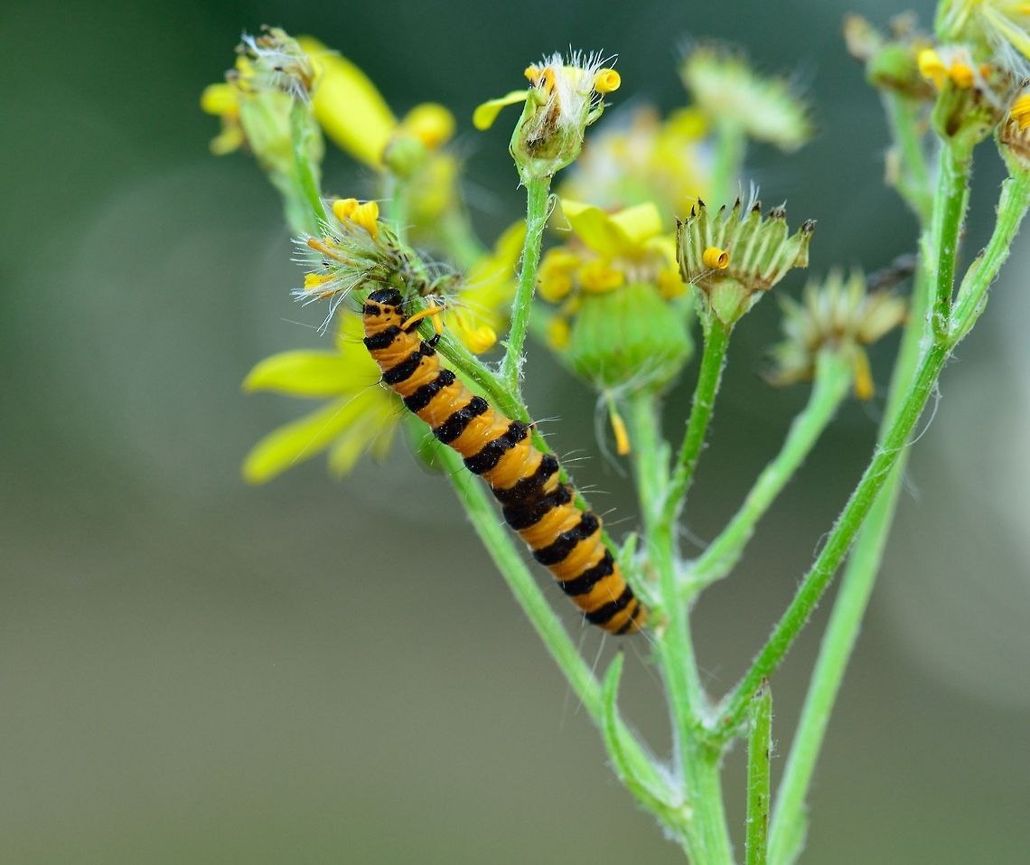 Cinnabar moth caterpillar in Netherlands  Cinnabar moth,Tyria jacobaeae