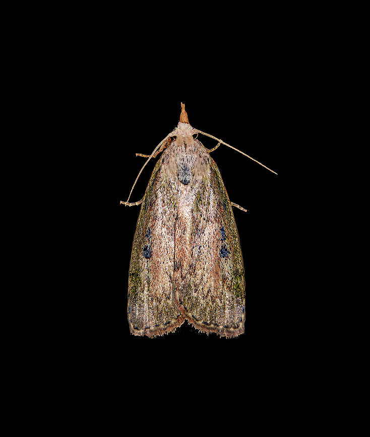 Bee moth, Heesch, Netherlands Female, found on the wall in our home office. In dutch named the Bumblebee Moth (Hommelmot), as the larvae of this moth live in the nests of bumble bees, and sometimes bees and wasps. The larvae eat the wax in the nest. Aphomia sociella,Bee moth,Macro
