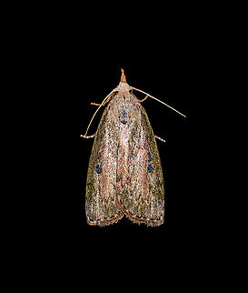 Bee moth, Heesch, Netherlands Female, found on the wall in our home office. In dutch named the Bumblebee Moth (Hommelmot), as the larvae of this moth live in the nests of bumble bees, and sometimes bees and wasps. The larvae eat the wax in the nest. Aphomia sociella,Bee moth,Macro