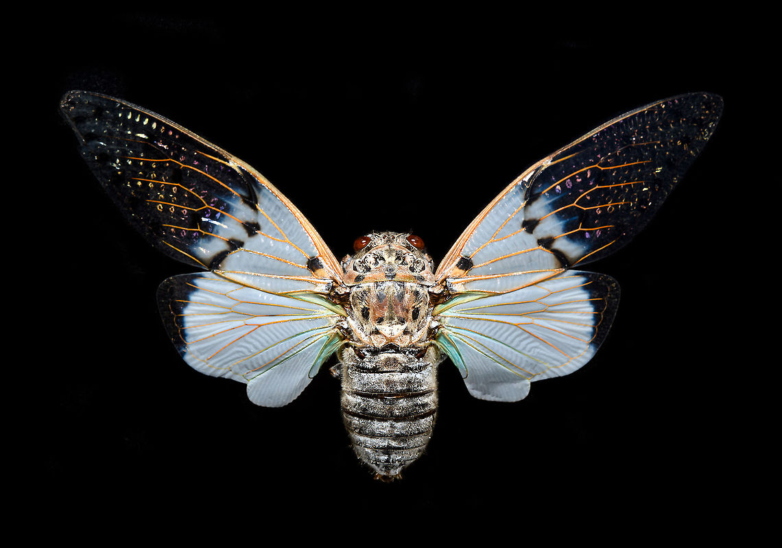 Ayuthia spectabile / Ayuthia spectabilis Specimen with a wingspan of 12cm. Part of the &quot;Translucent Cicadas&quot; Subfamily (Cicadinae). Note the partially transparent wings.<br />
 Ayuthia spectabile,Macro