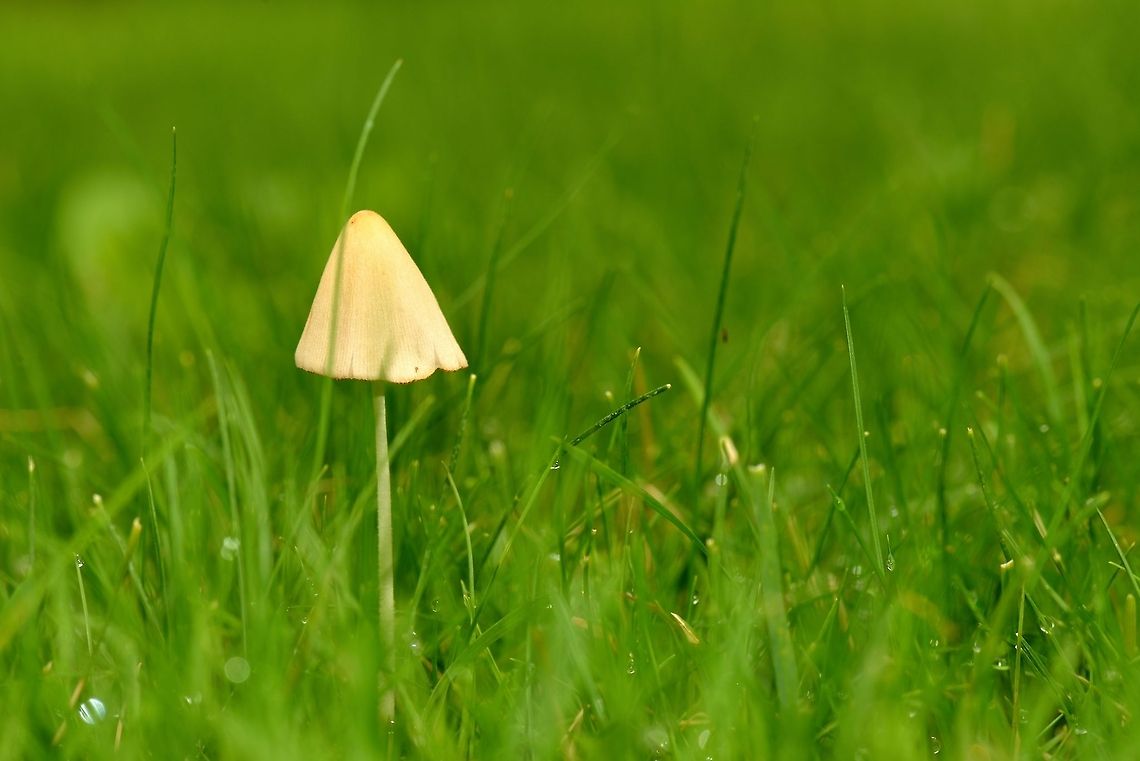 Conocybe rickenii on our grass lawn or midget shading.. Conocybe rickenii
