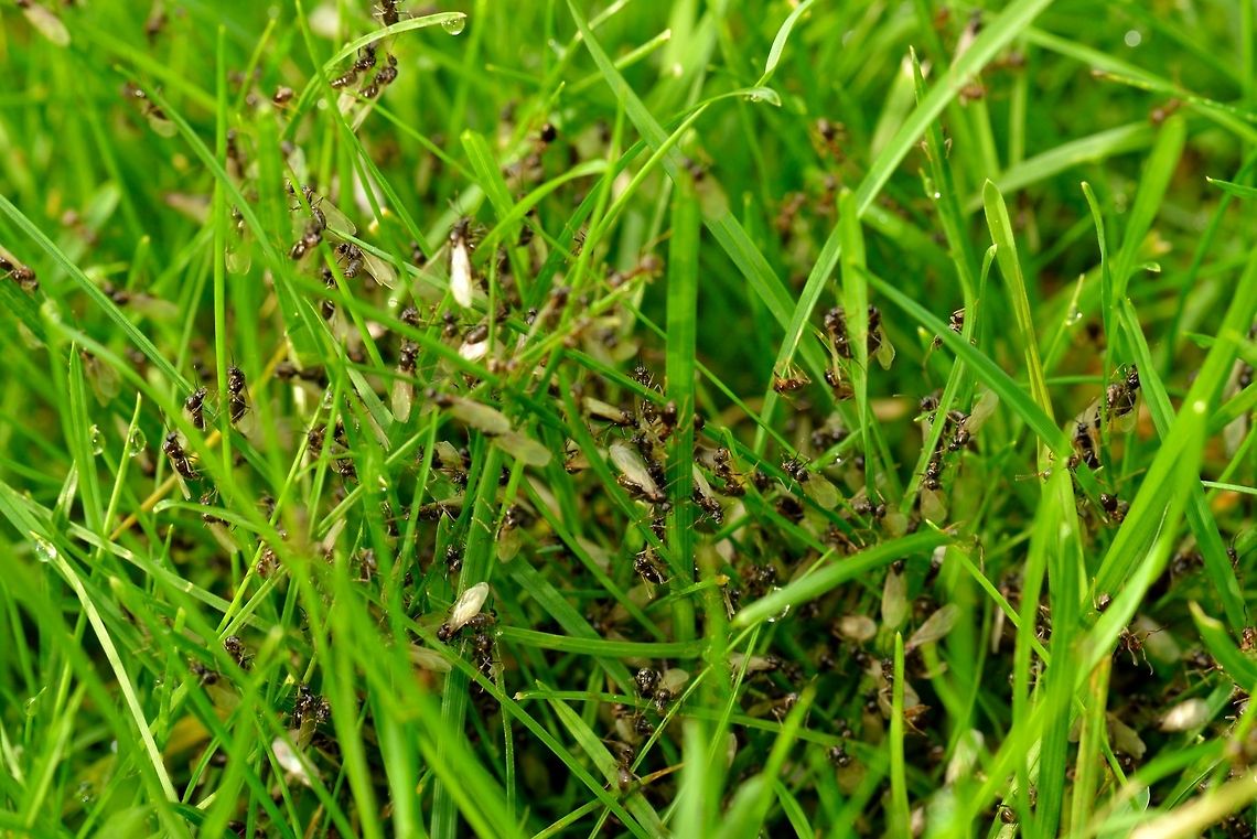 Today we rise - II I barely ever see ants in our garden. Yet last weekend for some mysterious reason a large nest of several hundreds, if not thousands, erupted like a volcano. I can distinguish three types of ants: wingless workers, winged workers and a few winged queens. Every few seconds a few of the winged ones flew of, perhaps to start a new nest.<br />
<br />
I wonder what triggered these ants on this day particularly.<br />
<br />
Update: I just learned that what I witnessed is probably the "bride flight", where on a pressing summer day the winged queen along with many men with exit the nest in waves to start a new colony somewhere else. Upon landing, the queen will eat her own wings to provide initial energy needed to lay new eggs.  Black garden ant,Lasius niger