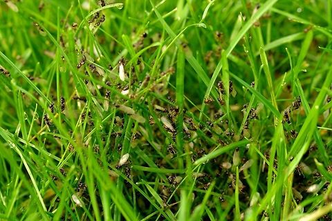 Today we rise - II I barely ever see ants in our garden. Yet last weekend for some mysterious reason a large nest of several hundreds, if not thousands, erupted like a volcano. I can distinguish three types of ants: wingless workers, winged workers and a few winged queens. Every few seconds a few of the winged ones flew of, perhaps to start a new nest.

I wonder what triggered these ants on this day particularly.

Update: I just learned that what I witnessed is probably the "bride flight", where on a pressing summer day the winged queen along with many men with exit the nest in waves to start a new colony somewhere else. Upon landing, the queen will eat her own wings to provide initial energy needed to lay new eggs.  Black garden ant,Lasius niger