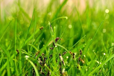 Today we rise - Brideflight I barely ever see ants in our garden. Yet last weekend for some mysterious reason a large nest of several hundreds, if not thousands, erupted like a volcano. I can distinguish three types of ants: wingless workers, winged workers and a few winged queens. Every few seconds a few of the winged ones flew of, perhaps to start a new nest.

I wonder what triggered these ants on this day particularly.

Update: I just learned that what I witnessed is probably the "bride flight", where on a pressing summer day the winged queen along with many men with exit the nest in waves to start a new colony somewhere else. Upon landing, the queen will eat her own wings to provide initial energy needed to lay new eggs.  Black garden ant,Lasius niger