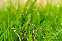 Today we rise - Brideflight I barely ever see ants in our garden. Yet last weekend for some mysterious reason a large nest of several hundreds, if not thousands, erupted like a volcano. I can distinguish three types of ants: wingless workers, winged workers and a few winged queens. Every few seconds a few of the winged ones flew of, perhaps to start a new nest.<br />
<br />
I wonder what triggered these ants on this day particularly.<br />
<br />
Update: I just learned that what I witnessed is probably the "bride flight", where on a pressing summer day the winged queen along with many men with exit the nest in waves to start a new colony somewhere else. Upon landing, the queen will eat her own wings to provide initial energy needed to lay new eggs.  Black garden ant,Lasius niger