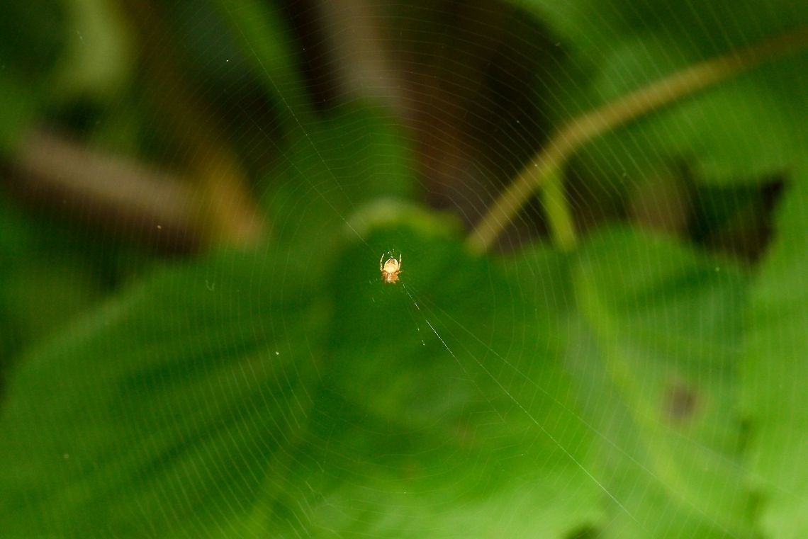 Maximus Webus This photo is technically poor, yet I just wanted to showcase how enormous the web is of this spider compared to its own size. Quite remarkable that such a little spider traveled that distance and produces that much material. Araneus diadematus,European garden spider