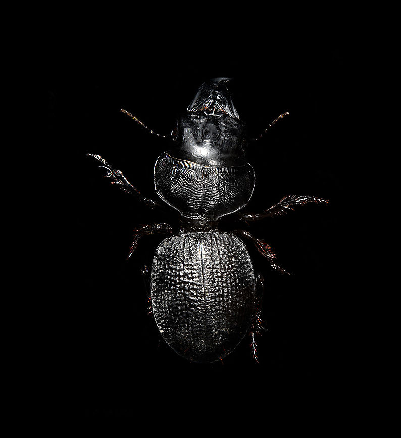 Dinoscaris gallieni Specimen at 45mm. Originally from Madagascar, in the very obscure Dinoscaris genus.<br />
The species is pitch black all over whilst also being highly reflective. <br />
<br />
<figure class="photo"><a href="https://www.jungledragon.com/image/117318/dinoscaris_gallieni.html" title="Dinoscaris gallieni"><img src="https://s3.amazonaws.com/media.jungledragon.com/images/2/117318_thumb.jpg?AWSAccessKeyId=05GMT0V3GWVNE7GGM1R2&Expires=1759968010&Signature=knXTcyKVZdcSQ3t2eQUXNM4djDk%3D" width="140" height="152" alt="Dinoscaris gallieni Specimen at 45mm. Originally from Madagascar, in the very obscure Dinoscaris genus.<br />
The species is pitch black all over whilst also being highly reflective. <br />
<br />
https://www.jungledragon.com/image/117318/dinoscaris_gallieni.html<br />
https://www.jungledragon.com/image/117319/dinoscaris_gallieni_-_side_view.html<br />
https://www.jungledragon.com/image/117320/dinoscaris_gallieni_-_head.html<br />
https://www.jungledragon.com/image/117321/dinoscaris_gallieni_-_frontal.html<br />
<br />
As this is somewhat of a worst case example, it might be &quot;fun&quot; to describe the time and steps involved...<br />
<br />
First comes cleaning. An insect looking superficially clean is most often extremely dirty when magnified strongly. My first treatment is to submerge it in contact lens cleaner for at least 24 hours. Not only does this remove loose dust particles, it also &quot;attacks&quot; sticky dirt, yet in a way that does not damage the specimen. Furthermore, contact lens cleaner is a softener, it brings back some flexibility to a dried specimen.<br />
<br />
On some subjects, in particular beetles, this is not enough to remove the very sticky dirt. In such cases, I escalate the cleaning strategy to Decon90. A chemical used in laboratories to decontaminate surfaces. I dip a small paint brush into Decon90 and paint the subject with it gently. I&#039;ll let it be for 30 mins. Then I do it again, but this time using an applicator, actively rubbing the dirty spots. You can&#039;t keep Decon90 on a specimen too long, so next I rinse the specimen in plain water. <br />
<br />
To speed up drying, I have a small but powerful fan. This still leaves the problem of trapped water. Drops of water stuck in little ridges of the subject. These create massive artifacts when focus stacking, so I remove them with dry applicators, basically absorbing the water. <br />
<br />
I&#039;ll then do a first focus stack test shot. Not to produce an attractive photo, just to inspect the subject in maximum detail. More often then not, I discover new dirt, and have to repeat the Decon90 step.<br />
<br />
My final option, not used in this case, is Butylglycol. A solvent used in many industrial and household cleaning products. In pure form, it&#039;s highly dangerous, you should avoid any contact with it, avoid breathing it, and don&#039;t let its vapor get in your eyes either. <br />
<br />
Next comes the challenge of illuminating something that doesn&#039;t want its details resolved. I&#039;ll spare you the painful details, but this one required 4 light sources and a total of 6 diffusers. The background is a sheet of Fineshut Pro, one of the darkest (anti-reflection) materials available.<br />
<br />
Finally, there&#039;s color correction, even though the subject doesn&#039;t have any. The many light sources create unwanted color casts (warm and cool ones) that need normalization. <br />
<br />
Altogether it took some work every night of this week just to produce this outcome. Is all of this worth it for such a dull subject and relatively &quot;meh&quot; result? <br />
<br />
Hell yes it is. What kind of a question is that? Dinoscaris gallieni,Macro" /></a></figure><br />
<figure class="photo"><a href="https://www.jungledragon.com/image/117319/dinoscaris_gallieni_-_side_view.html" title="Dinoscaris gallieni - side view"><img src="https://s3.amazonaws.com/media.jungledragon.com/images/2/117319_thumb.jpg?AWSAccessKeyId=05GMT0V3GWVNE7GGM1R2&Expires=1759968010&Signature=%2F2dkUVKTpLNn4ZBU7RqQclEFmDQ%3D" width="200" height="112" alt="Dinoscaris gallieni - side view Specimen at 45mm. Originally from Madagascar, in the very obscure Dinoscaris genus.<br />
The species is pitch black all over whilst also being highly reflective. <br />
<br />
https://www.jungledragon.com/image/117318/dinoscaris_gallieni.html<br />
https://www.jungledragon.com/image/117319/dinoscaris_gallieni_-_side_view.html<br />
https://www.jungledragon.com/image/117320/dinoscaris_gallieni_-_head.html<br />
https://www.jungledragon.com/image/117321/dinoscaris_gallieni_-_frontal.html<br />
<br />
As this is somewhat of a worst case example, it might be &quot;fun&quot; to describe the time and steps involved...<br />
<br />
First comes cleaning. An insect looking superficially clean is most often extremely dirty when magnified strongly. My first treatment is to submerge it in contact lens cleaner for at least 24 hours. Not only does this remove loose dust particles, it also &quot;attacks&quot; sticky dirt, yet in a way that does not damage the specimen. Furthermore, contact lens cleaner is a softener, it brings back some flexibility to a dried specimen.<br />
<br />
On some subjects, in particular beetles, this is not enough to remove the very sticky dirt. In such cases, I escalate the cleaning strategy to Decon90. A chemical used in laboratories to decontaminate surfaces. I dip a small paint brush into Decon90 and paint the subject with it gently. I&#039;ll let it be for 30 mins. Then I do it again, but this time using an applicator, actively rubbing the dirty spots. You can&#039;t keep Decon90 on a specimen too long, so next I rinse the specimen in plain water. <br />
<br />
To speed up drying, I have a small but powerful fan. This still leaves the problem of trapped water. Drops of water stuck in little ridges of the subject. These create massive artifacts when focus stacking, so I remove them with dry applicators, basically absorbing the water. <br />
<br />
I&#039;ll then do a first focus stack test shot. Not to produce an attractive photo, just to inspect the subject in maximum detail. More often then not, I discover new dirt, and have to repeat the Decon90 step.<br />
<br />
My final option, not used in this case, is Butylglycol. A solvent used in many industrial and household cleaning products. In pure form, it&#039;s highly dangerous, you should avoid any contact with it, avoid breathing it, and don&#039;t let its vapor get in your eyes either. <br />
<br />
Next comes the challenge of illuminating something that doesn&#039;t want its details resolved. I&#039;ll spare you the painful details, but this one required 4 light sources and a total of 6 diffusers. The background is a sheet of Fineshut Pro, one of the darkest (anti-reflection) materials available.<br />
<br />
Finally, there&#039;s color correction, even though the subject doesn&#039;t have any. The many light sources create unwanted color casts (warm and cool ones) that need normalization. <br />
<br />
Altogether it took some work every night of this week just to produce this outcome. Is all of this worth it for such a dull subject and relatively &quot;meh&quot; result? <br />
<br />
Hell yes it is. What kind of a question is that? Dinoscaris gallieni,Macro" /></a></figure><br />
<figure class="photo"><a href="https://www.jungledragon.com/image/117320/dinoscaris_gallieni_-_head.html" title="Dinoscaris gallieni - head"><img src="https://s3.amazonaws.com/media.jungledragon.com/images/2/117320_thumb.jpg?AWSAccessKeyId=05GMT0V3GWVNE7GGM1R2&Expires=1759968010&Signature=56r6ZZkLw0Z6Gp9SJ%2BJxPDeetWI%3D" width="200" height="182" alt="Dinoscaris gallieni - head Specimen at 45mm. Originally from Madagascar, in the very obscure Dinoscaris genus.<br />
The species is pitch black all over whilst also being highly reflective. <br />
<br />
https://www.jungledragon.com/image/117318/dinoscaris_gallieni.html<br />
https://www.jungledragon.com/image/117319/dinoscaris_gallieni_-_side_view.html<br />
https://www.jungledragon.com/image/117320/dinoscaris_gallieni_-_head.html<br />
https://www.jungledragon.com/image/117321/dinoscaris_gallieni_-_frontal.html<br />
<br />
As this is somewhat of a worst case example, it might be &quot;fun&quot; to describe the time and steps involved...<br />
<br />
First comes cleaning. An insect looking superficially clean is most often extremely dirty when magnified strongly. My first treatment is to submerge it in contact lens cleaner for at least 24 hours. Not only does this remove loose dust particles, it also &quot;attacks&quot; sticky dirt, yet in a way that does not damage the specimen. Furthermore, contact lens cleaner is a softener, it brings back some flexibility to a dried specimen.<br />
<br />
On some subjects, in particular beetles, this is not enough to remove the very sticky dirt. In such cases, I escalate the cleaning strategy to Decon90. A chemical used in laboratories to decontaminate surfaces. I dip a small paint brush into Decon90 and paint the subject with it gently. I&#039;ll let it be for 30 mins. Then I do it again, but this time using an applicator, actively rubbing the dirty spots. You can&#039;t keep Decon90 on a specimen too long, so next I rinse the specimen in plain water. <br />
<br />
To speed up drying, I have a small but powerful fan. This still leaves the problem of trapped water. Drops of water stuck in little ridges of the subject. These create massive artifacts when focus stacking, so I remove them with dry applicators, basically absorbing the water. <br />
<br />
I&#039;ll then do a first focus stack test shot. Not to produce an attractive photo, just to inspect the subject in maximum detail. More often then not, I discover new dirt, and have to repeat the Decon90 step.<br />
<br />
My final option, not used in this case, is Butylglycol. A solvent used in many industrial and household cleaning products. In pure form, it&#039;s highly dangerous, you should avoid any contact with it, avoid breathing it, and don&#039;t let its vapor get in your eyes either. <br />
<br />
Next comes the challenge of illuminating something that doesn&#039;t want its details resolved. I&#039;ll spare you the painful details, but this one required 4 light sources and a total of 6 diffusers. The background is a sheet of Fineshut Pro, one of the darkest (anti-reflection) materials available.<br />
<br />
Finally, there&#039;s color correction, even though the subject doesn&#039;t have any. The many light sources create unwanted color casts (warm and cool ones) that need normalization. <br />
<br />
Altogether it took some work every night of this week just to produce this outcome. Is all of this worth it for such a dull subject and relatively &quot;meh&quot; result? <br />
<br />
Hell yes it is. What kind of a question is that? Dinoscaris gallieni,Extreme Macro" /></a></figure><br />
<figure class="photo"><a href="https://www.jungledragon.com/image/117321/dinoscaris_gallieni_-_frontal.html" title="Dinoscaris gallieni - frontal"><img src="https://s3.amazonaws.com/media.jungledragon.com/images/2/117321_thumb.jpg?AWSAccessKeyId=05GMT0V3GWVNE7GGM1R2&Expires=1759968010&Signature=8ca%2FjgSDqvzMZL4vlDowvUIm%2B5o%3D" width="138" height="152" alt="Dinoscaris gallieni - frontal Specimen at 45mm. Originally from Madagascar, in the very obscure Dinoscaris genus.<br />
The species is pitch black all over whilst also being highly reflective. <br />
<br />
https://www.jungledragon.com/image/117318/dinoscaris_gallieni.html<br />
https://www.jungledragon.com/image/117319/dinoscaris_gallieni_-_side_view.html<br />
https://www.jungledragon.com/image/117320/dinoscaris_gallieni_-_head.html<br />
https://www.jungledragon.com/image/117321/dinoscaris_gallieni_-_frontal.html<br />
<br />
As this is somewhat of a worst case example, it might be &quot;fun&quot; to describe the time and steps involved...<br />
<br />
First comes cleaning. An insect looking superficially clean is most often extremely dirty when magnified strongly. My first treatment is to submerge it in contact lens cleaner for at least 24 hours. Not only does this remove loose dust particles, it also &quot;attacks&quot; sticky dirt, yet in a way that does not damage the specimen. Furthermore, contact lens cleaner is a softener, it brings back some flexibility to a dried specimen.<br />
<br />
On some subjects, in particular beetles, this is not enough to remove the very sticky dirt. In such cases, I escalate the cleaning strategy to Decon90. A chemical used in laboratories to decontaminate surfaces. I dip a small paint brush into Decon90 and paint the subject with it gently. I&#039;ll let it be for 30 mins. Then I do it again, but this time using an applicator, actively rubbing the dirty spots. You can&#039;t keep Decon90 on a specimen too long, so next I rinse the specimen in plain water. <br />
<br />
To speed up drying, I have a small but powerful fan. This still leaves the problem of trapped water. Drops of water stuck in little ridges of the subject. These create massive artifacts when focus stacking, so I remove them with dry applicators, basically absorbing the water. <br />
<br />
I&#039;ll then do a first focus stack test shot. Not to produce an attractive photo, just to inspect the subject in maximum detail. More often then not, I discover new dirt, and have to repeat the Decon90 step.<br />
<br />
My final option, not used in this case, is Butylglycol. A solvent used in many industrial and household cleaning products. In pure form, it&#039;s highly dangerous, you should avoid any contact with it, avoid breathing it, and don&#039;t let its vapor get in your eyes either. <br />
<br />
Next comes the challenge of illuminating something that doesn&#039;t want its details resolved. I&#039;ll spare you the painful details, but this one required 4 light sources and a total of 6 diffusers. The background is a sheet of Fineshut Pro, one of the darkest (anti-reflection) materials available.<br />
<br />
Finally, there&#039;s color correction, even though the subject doesn&#039;t have any. The many light sources create unwanted color casts (warm and cool ones) that need normalization. <br />
<br />
Altogether it took some work every night of this week just to produce this outcome. Is all of this worth it for such a dull subject and relatively &quot;meh&quot; result? <br />
<br />
Hell yes it is. What kind of a question is that? Dinoscaris gallieni,Extreme Macro,Extreme Macro Portraits" /></a></figure><br />
<br />
As this is somewhat of a worst case example, it might be &quot;fun&quot; to describe the time and steps involved...<br />
<br />
First comes cleaning. An insect looking superficially clean is most often extremely dirty when magnified strongly. My first treatment is to submerge it in contact lens cleaner for at least 24 hours. Not only does this remove loose dust particles, it also &quot;attacks&quot; sticky dirt, yet in a way that does not damage the specimen. Furthermore, contact lens cleaner is a softener, it brings back some flexibility to a dried specimen.<br />
<br />
On some subjects, in particular beetles, this is not enough to remove the very sticky dirt. In such cases, I escalate the cleaning strategy to Decon90. A chemical used in laboratories to decontaminate surfaces. I dip a small paint brush into Decon90 and paint the subject with it gently. I&#039;ll let it be for 30 mins. Then I do it again, but this time using an applicator, actively rubbing the dirty spots. You can&#039;t keep Decon90 on a specimen too long, so next I rinse the specimen in plain water. <br />
<br />
To speed up drying, I have a small but powerful fan. This still leaves the problem of trapped water. Drops of water stuck in little ridges of the subject. These create massive artifacts when focus stacking, so I remove them with dry applicators, basically absorbing the water. <br />
<br />
I&#039;ll then do a first focus stack test shot. Not to produce an attractive photo, just to inspect the subject in maximum detail. More often then not, I discover new dirt, and have to repeat the Decon90 step.<br />
<br />
My final option, not used in this case, is Butylglycol. A solvent used in many industrial and household cleaning products. In pure form, it&#039;s highly dangerous, you should avoid any contact with it, avoid breathing it, and don&#039;t let its vapor get in your eyes either. <br />
<br />
Next comes the challenge of illuminating something that doesn&#039;t want its details resolved. I&#039;ll spare you the painful details, but this one required 4 light sources and a total of 6 diffusers. The background is a sheet of Fineshut Pro, one of the darkest (anti-reflection) materials available.<br />
<br />
Finally, there&#039;s color correction, even though the subject doesn&#039;t have any. The many light sources create unwanted color casts (warm and cool ones) that need normalization. <br />
<br />
Altogether it took some work every night of this week just to produce this outcome. Is all of this worth it for such a dull subject and relatively &quot;meh&quot; result? <br />
<br />
Hell yes it is. What kind of a question is that? Dinoscaris gallieni,Macro