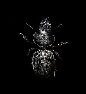 Dinoscaris gallieni Specimen at 45mm. Originally from Madagascar, in the very obscure Dinoscaris genus.
The species is pitch black all over whilst also being highly reflective. 

https://www.jungledragon.com/image/117318/dinoscaris_gallieni.html
https://www.jungledragon.com/image/117319/dinoscaris_gallieni_-_side_view.html
https://www.jungledragon.com/image/117320/dinoscaris_gallieni_-_head.html
https://www.jungledragon.com/image/117321/dinoscaris_gallieni_-_frontal.html

As this is somewhat of a worst case example, it might be "fun" to describe the time and steps involved...

First comes cleaning. An insect looking superficially clean is most often extremely dirty when magnified strongly. My first treatment is to submerge it in contact lens cleaner for at least 24 hours. Not only does this remove loose dust particles, it also "attacks" sticky dirt, yet in a way that does not damage the specimen. Furthermore, contact lens cleaner is a softener, it brings back some flexibility to a dried specimen.

On some subjects, in particular beetles, this is not enough to remove the very sticky dirt. In such cases, I escalate the cleaning strategy to Decon90. A chemical used in laboratories to decontaminate surfaces. I dip a small paint brush into Decon90 and paint the subject with it gently. I'll let it be for 30 mins. Then I do it again, but this time using an applicator, actively rubbing the dirty spots. You can't keep Decon90 on a specimen too long, so next I rinse the specimen in plain water. 

To speed up drying, I have a small but powerful fan. This still leaves the problem of trapped water. Drops of water stuck in little ridges of the subject. These create massive artifacts when focus stacking, so I remove them with dry applicators, basically absorbing the water. 

I'll then do a first focus stack test shot. Not to produce an attractive photo, just to inspect the subject in maximum detail. More often then not, I discover new dirt, and have to repeat the Decon90 step.

My final option, not used in this case, is Butylglycol. A solvent used in many industrial and household cleaning products. In pure form, it's highly dangerous, you should avoid any contact with it, avoid breathing it, and don't let its vapor get in your eyes either. 

Next comes the challenge of illuminating something that doesn't want its details resolved. I'll spare you the painful details, but this one required 4 light sources and a total of 6 diffusers. The background is a sheet of Fineshut Pro, one of the darkest (anti-reflection) materials available.

Finally, there's color correction, even though the subject doesn't have any. The many light sources create unwanted color casts (warm and cool ones) that need normalization. 

Altogether it took some work every night of this week just to produce this outcome. Is all of this worth it for such a dull subject and relatively "meh" result? 

Hell yes it is. What kind of a question is that? Dinoscaris gallieni,Macro