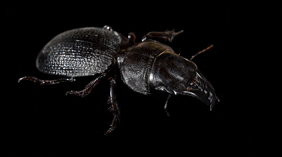 Dinoscaris gallieni - side view Specimen at 45mm. Originally from Madagascar, in the very obscure Dinoscaris genus.<br />
The species is pitch black all over whilst also being highly reflective. <br />
<br />
<figure class="photo"><a href="https://www.jungledragon.com/image/117318/dinoscaris_gallieni.html" title="Dinoscaris gallieni"><img src="https://s3.amazonaws.com/media.jungledragon.com/images/2/117318_thumb.jpg?AWSAccessKeyId=05GMT0V3GWVNE7GGM1R2&Expires=1759968010&Signature=knXTcyKVZdcSQ3t2eQUXNM4djDk%3D" width="140" height="152" alt="Dinoscaris gallieni Specimen at 45mm. Originally from Madagascar, in the very obscure Dinoscaris genus.<br />
The species is pitch black all over whilst also being highly reflective. <br />
<br />
https://www.jungledragon.com/image/117318/dinoscaris_gallieni.html<br />
https://www.jungledragon.com/image/117319/dinoscaris_gallieni_-_side_view.html<br />
https://www.jungledragon.com/image/117320/dinoscaris_gallieni_-_head.html<br />
https://www.jungledragon.com/image/117321/dinoscaris_gallieni_-_frontal.html<br />
<br />
As this is somewhat of a worst case example, it might be &quot;fun&quot; to describe the time and steps involved...<br />
<br />
First comes cleaning. An insect looking superficially clean is most often extremely dirty when magnified strongly. My first treatment is to submerge it in contact lens cleaner for at least 24 hours. Not only does this remove loose dust particles, it also &quot;attacks&quot; sticky dirt, yet in a way that does not damage the specimen. Furthermore, contact lens cleaner is a softener, it brings back some flexibility to a dried specimen.<br />
<br />
On some subjects, in particular beetles, this is not enough to remove the very sticky dirt. In such cases, I escalate the cleaning strategy to Decon90. A chemical used in laboratories to decontaminate surfaces. I dip a small paint brush into Decon90 and paint the subject with it gently. I&#039;ll let it be for 30 mins. Then I do it again, but this time using an applicator, actively rubbing the dirty spots. You can&#039;t keep Decon90 on a specimen too long, so next I rinse the specimen in plain water. <br />
<br />
To speed up drying, I have a small but powerful fan. This still leaves the problem of trapped water. Drops of water stuck in little ridges of the subject. These create massive artifacts when focus stacking, so I remove them with dry applicators, basically absorbing the water. <br />
<br />
I&#039;ll then do a first focus stack test shot. Not to produce an attractive photo, just to inspect the subject in maximum detail. More often then not, I discover new dirt, and have to repeat the Decon90 step.<br />
<br />
My final option, not used in this case, is Butylglycol. A solvent used in many industrial and household cleaning products. In pure form, it&#039;s highly dangerous, you should avoid any contact with it, avoid breathing it, and don&#039;t let its vapor get in your eyes either. <br />
<br />
Next comes the challenge of illuminating something that doesn&#039;t want its details resolved. I&#039;ll spare you the painful details, but this one required 4 light sources and a total of 6 diffusers. The background is a sheet of Fineshut Pro, one of the darkest (anti-reflection) materials available.<br />
<br />
Finally, there&#039;s color correction, even though the subject doesn&#039;t have any. The many light sources create unwanted color casts (warm and cool ones) that need normalization. <br />
<br />
Altogether it took some work every night of this week just to produce this outcome. Is all of this worth it for such a dull subject and relatively &quot;meh&quot; result? <br />
<br />
Hell yes it is. What kind of a question is that? Dinoscaris gallieni,Macro" /></a></figure><br />
<figure class="photo"><a href="https://www.jungledragon.com/image/117319/dinoscaris_gallieni_-_side_view.html" title="Dinoscaris gallieni - side view"><img src="https://s3.amazonaws.com/media.jungledragon.com/images/2/117319_thumb.jpg?AWSAccessKeyId=05GMT0V3GWVNE7GGM1R2&Expires=1759968010&Signature=%2F2dkUVKTpLNn4ZBU7RqQclEFmDQ%3D" width="200" height="112" alt="Dinoscaris gallieni - side view Specimen at 45mm. Originally from Madagascar, in the very obscure Dinoscaris genus.<br />
The species is pitch black all over whilst also being highly reflective. <br />
<br />
https://www.jungledragon.com/image/117318/dinoscaris_gallieni.html<br />
https://www.jungledragon.com/image/117319/dinoscaris_gallieni_-_side_view.html<br />
https://www.jungledragon.com/image/117320/dinoscaris_gallieni_-_head.html<br />
https://www.jungledragon.com/image/117321/dinoscaris_gallieni_-_frontal.html<br />
<br />
As this is somewhat of a worst case example, it might be &quot;fun&quot; to describe the time and steps involved...<br />
<br />
First comes cleaning. An insect looking superficially clean is most often extremely dirty when magnified strongly. My first treatment is to submerge it in contact lens cleaner for at least 24 hours. Not only does this remove loose dust particles, it also &quot;attacks&quot; sticky dirt, yet in a way that does not damage the specimen. Furthermore, contact lens cleaner is a softener, it brings back some flexibility to a dried specimen.<br />
<br />
On some subjects, in particular beetles, this is not enough to remove the very sticky dirt. In such cases, I escalate the cleaning strategy to Decon90. A chemical used in laboratories to decontaminate surfaces. I dip a small paint brush into Decon90 and paint the subject with it gently. I&#039;ll let it be for 30 mins. Then I do it again, but this time using an applicator, actively rubbing the dirty spots. You can&#039;t keep Decon90 on a specimen too long, so next I rinse the specimen in plain water. <br />
<br />
To speed up drying, I have a small but powerful fan. This still leaves the problem of trapped water. Drops of water stuck in little ridges of the subject. These create massive artifacts when focus stacking, so I remove them with dry applicators, basically absorbing the water. <br />
<br />
I&#039;ll then do a first focus stack test shot. Not to produce an attractive photo, just to inspect the subject in maximum detail. More often then not, I discover new dirt, and have to repeat the Decon90 step.<br />
<br />
My final option, not used in this case, is Butylglycol. A solvent used in many industrial and household cleaning products. In pure form, it&#039;s highly dangerous, you should avoid any contact with it, avoid breathing it, and don&#039;t let its vapor get in your eyes either. <br />
<br />
Next comes the challenge of illuminating something that doesn&#039;t want its details resolved. I&#039;ll spare you the painful details, but this one required 4 light sources and a total of 6 diffusers. The background is a sheet of Fineshut Pro, one of the darkest (anti-reflection) materials available.<br />
<br />
Finally, there&#039;s color correction, even though the subject doesn&#039;t have any. The many light sources create unwanted color casts (warm and cool ones) that need normalization. <br />
<br />
Altogether it took some work every night of this week just to produce this outcome. Is all of this worth it for such a dull subject and relatively &quot;meh&quot; result? <br />
<br />
Hell yes it is. What kind of a question is that? Dinoscaris gallieni,Macro" /></a></figure><br />
<figure class="photo"><a href="https://www.jungledragon.com/image/117320/dinoscaris_gallieni_-_head.html" title="Dinoscaris gallieni - head"><img src="https://s3.amazonaws.com/media.jungledragon.com/images/2/117320_thumb.jpg?AWSAccessKeyId=05GMT0V3GWVNE7GGM1R2&Expires=1759968010&Signature=56r6ZZkLw0Z6Gp9SJ%2BJxPDeetWI%3D" width="200" height="182" alt="Dinoscaris gallieni - head Specimen at 45mm. Originally from Madagascar, in the very obscure Dinoscaris genus.<br />
The species is pitch black all over whilst also being highly reflective. <br />
<br />
https://www.jungledragon.com/image/117318/dinoscaris_gallieni.html<br />
https://www.jungledragon.com/image/117319/dinoscaris_gallieni_-_side_view.html<br />
https://www.jungledragon.com/image/117320/dinoscaris_gallieni_-_head.html<br />
https://www.jungledragon.com/image/117321/dinoscaris_gallieni_-_frontal.html<br />
<br />
As this is somewhat of a worst case example, it might be &quot;fun&quot; to describe the time and steps involved...<br />
<br />
First comes cleaning. An insect looking superficially clean is most often extremely dirty when magnified strongly. My first treatment is to submerge it in contact lens cleaner for at least 24 hours. Not only does this remove loose dust particles, it also &quot;attacks&quot; sticky dirt, yet in a way that does not damage the specimen. Furthermore, contact lens cleaner is a softener, it brings back some flexibility to a dried specimen.<br />
<br />
On some subjects, in particular beetles, this is not enough to remove the very sticky dirt. In such cases, I escalate the cleaning strategy to Decon90. A chemical used in laboratories to decontaminate surfaces. I dip a small paint brush into Decon90 and paint the subject with it gently. I&#039;ll let it be for 30 mins. Then I do it again, but this time using an applicator, actively rubbing the dirty spots. You can&#039;t keep Decon90 on a specimen too long, so next I rinse the specimen in plain water. <br />
<br />
To speed up drying, I have a small but powerful fan. This still leaves the problem of trapped water. Drops of water stuck in little ridges of the subject. These create massive artifacts when focus stacking, so I remove them with dry applicators, basically absorbing the water. <br />
<br />
I&#039;ll then do a first focus stack test shot. Not to produce an attractive photo, just to inspect the subject in maximum detail. More often then not, I discover new dirt, and have to repeat the Decon90 step.<br />
<br />
My final option, not used in this case, is Butylglycol. A solvent used in many industrial and household cleaning products. In pure form, it&#039;s highly dangerous, you should avoid any contact with it, avoid breathing it, and don&#039;t let its vapor get in your eyes either. <br />
<br />
Next comes the challenge of illuminating something that doesn&#039;t want its details resolved. I&#039;ll spare you the painful details, but this one required 4 light sources and a total of 6 diffusers. The background is a sheet of Fineshut Pro, one of the darkest (anti-reflection) materials available.<br />
<br />
Finally, there&#039;s color correction, even though the subject doesn&#039;t have any. The many light sources create unwanted color casts (warm and cool ones) that need normalization. <br />
<br />
Altogether it took some work every night of this week just to produce this outcome. Is all of this worth it for such a dull subject and relatively &quot;meh&quot; result? <br />
<br />
Hell yes it is. What kind of a question is that? Dinoscaris gallieni,Extreme Macro" /></a></figure><br />
<figure class="photo"><a href="https://www.jungledragon.com/image/117321/dinoscaris_gallieni_-_frontal.html" title="Dinoscaris gallieni - frontal"><img src="https://s3.amazonaws.com/media.jungledragon.com/images/2/117321_thumb.jpg?AWSAccessKeyId=05GMT0V3GWVNE7GGM1R2&Expires=1759968010&Signature=8ca%2FjgSDqvzMZL4vlDowvUIm%2B5o%3D" width="138" height="152" alt="Dinoscaris gallieni - frontal Specimen at 45mm. Originally from Madagascar, in the very obscure Dinoscaris genus.<br />
The species is pitch black all over whilst also being highly reflective. <br />
<br />
https://www.jungledragon.com/image/117318/dinoscaris_gallieni.html<br />
https://www.jungledragon.com/image/117319/dinoscaris_gallieni_-_side_view.html<br />
https://www.jungledragon.com/image/117320/dinoscaris_gallieni_-_head.html<br />
https://www.jungledragon.com/image/117321/dinoscaris_gallieni_-_frontal.html<br />
<br />
As this is somewhat of a worst case example, it might be &quot;fun&quot; to describe the time and steps involved...<br />
<br />
First comes cleaning. An insect looking superficially clean is most often extremely dirty when magnified strongly. My first treatment is to submerge it in contact lens cleaner for at least 24 hours. Not only does this remove loose dust particles, it also &quot;attacks&quot; sticky dirt, yet in a way that does not damage the specimen. Furthermore, contact lens cleaner is a softener, it brings back some flexibility to a dried specimen.<br />
<br />
On some subjects, in particular beetles, this is not enough to remove the very sticky dirt. In such cases, I escalate the cleaning strategy to Decon90. A chemical used in laboratories to decontaminate surfaces. I dip a small paint brush into Decon90 and paint the subject with it gently. I&#039;ll let it be for 30 mins. Then I do it again, but this time using an applicator, actively rubbing the dirty spots. You can&#039;t keep Decon90 on a specimen too long, so next I rinse the specimen in plain water. <br />
<br />
To speed up drying, I have a small but powerful fan. This still leaves the problem of trapped water. Drops of water stuck in little ridges of the subject. These create massive artifacts when focus stacking, so I remove them with dry applicators, basically absorbing the water. <br />
<br />
I&#039;ll then do a first focus stack test shot. Not to produce an attractive photo, just to inspect the subject in maximum detail. More often then not, I discover new dirt, and have to repeat the Decon90 step.<br />
<br />
My final option, not used in this case, is Butylglycol. A solvent used in many industrial and household cleaning products. In pure form, it&#039;s highly dangerous, you should avoid any contact with it, avoid breathing it, and don&#039;t let its vapor get in your eyes either. <br />
<br />
Next comes the challenge of illuminating something that doesn&#039;t want its details resolved. I&#039;ll spare you the painful details, but this one required 4 light sources and a total of 6 diffusers. The background is a sheet of Fineshut Pro, one of the darkest (anti-reflection) materials available.<br />
<br />
Finally, there&#039;s color correction, even though the subject doesn&#039;t have any. The many light sources create unwanted color casts (warm and cool ones) that need normalization. <br />
<br />
Altogether it took some work every night of this week just to produce this outcome. Is all of this worth it for such a dull subject and relatively &quot;meh&quot; result? <br />
<br />
Hell yes it is. What kind of a question is that? Dinoscaris gallieni,Extreme Macro,Extreme Macro Portraits" /></a></figure><br />
<br />
As this is somewhat of a worst case example, it might be &quot;fun&quot; to describe the time and steps involved...<br />
<br />
First comes cleaning. An insect looking superficially clean is most often extremely dirty when magnified strongly. My first treatment is to submerge it in contact lens cleaner for at least 24 hours. Not only does this remove loose dust particles, it also &quot;attacks&quot; sticky dirt, yet in a way that does not damage the specimen. Furthermore, contact lens cleaner is a softener, it brings back some flexibility to a dried specimen.<br />
<br />
On some subjects, in particular beetles, this is not enough to remove the very sticky dirt. In such cases, I escalate the cleaning strategy to Decon90. A chemical used in laboratories to decontaminate surfaces. I dip a small paint brush into Decon90 and paint the subject with it gently. I&#039;ll let it be for 30 mins. Then I do it again, but this time using an applicator, actively rubbing the dirty spots. You can&#039;t keep Decon90 on a specimen too long, so next I rinse the specimen in plain water. <br />
<br />
To speed up drying, I have a small but powerful fan. This still leaves the problem of trapped water. Drops of water stuck in little ridges of the subject. These create massive artifacts when focus stacking, so I remove them with dry applicators, basically absorbing the water. <br />
<br />
I&#039;ll then do a first focus stack test shot. Not to produce an attractive photo, just to inspect the subject in maximum detail. More often then not, I discover new dirt, and have to repeat the Decon90 step.<br />
<br />
My final option, not used in this case, is Butylglycol. A solvent used in many industrial and household cleaning products. In pure form, it&#039;s highly dangerous, you should avoid any contact with it, avoid breathing it, and don&#039;t let its vapor get in your eyes either. <br />
<br />
Next comes the challenge of illuminating something that doesn&#039;t want its details resolved. I&#039;ll spare you the painful details, but this one required 4 light sources and a total of 6 diffusers. The background is a sheet of Fineshut Pro, one of the darkest (anti-reflection) materials available.<br />
<br />
Finally, there&#039;s color correction, even though the subject doesn&#039;t have any. The many light sources create unwanted color casts (warm and cool ones) that need normalization. <br />
<br />
Altogether it took some work every night of this week just to produce this outcome. Is all of this worth it for such a dull subject and relatively &quot;meh&quot; result? <br />
<br />
Hell yes it is. What kind of a question is that? Dinoscaris gallieni,Macro