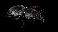 Dinoscaris gallieni - side view Specimen at 45mm. Originally from Madagascar, in the very obscure Dinoscaris genus.<br />
The species is pitch black all over whilst also being highly reflective. <br />
<br />
https://www.jungledragon.com/image/117318/dinoscaris_gallieni.html<br />
https://www.jungledragon.com/image/117319/dinoscaris_gallieni_-_side_view.html<br />
https://www.jungledragon.com/image/117320/dinoscaris_gallieni_-_head.html<br />
https://www.jungledragon.com/image/117321/dinoscaris_gallieni_-_frontal.html<br />
<br />
As this is somewhat of a worst case example, it might be "fun" to describe the time and steps involved...<br />
<br />
First comes cleaning. An insect looking superficially clean is most often extremely dirty when magnified strongly. My first treatment is to submerge it in contact lens cleaner for at least 24 hours. Not only does this remove loose dust particles, it also "attacks" sticky dirt, yet in a way that does not damage the specimen. Furthermore, contact lens cleaner is a softener, it brings back some flexibility to a dried specimen.<br />
<br />
On some subjects, in particular beetles, this is not enough to remove the very sticky dirt. In such cases, I escalate the cleaning strategy to Decon90. A chemical used in laboratories to decontaminate surfaces. I dip a small paint brush into Decon90 and paint the subject with it gently. I'll let it be for 30 mins. Then I do it again, but this time using an applicator, actively rubbing the dirty spots. You can't keep Decon90 on a specimen too long, so next I rinse the specimen in plain water. <br />
<br />
To speed up drying, I have a small but powerful fan. This still leaves the problem of trapped water. Drops of water stuck in little ridges of the subject. These create massive artifacts when focus stacking, so I remove them with dry applicators, basically absorbing the water. <br />
<br />
I'll then do a first focus stack test shot. Not to produce an attractive photo, just to inspect the subject in maximum detail. More often then not, I discover new dirt, and have to repeat the Decon90 step.<br />
<br />
My final option, not used in this case, is Butylglycol. A solvent used in many industrial and household cleaning products. In pure form, it's highly dangerous, you should avoid any contact with it, avoid breathing it, and don't let its vapor get in your eyes either. <br />
<br />
Next comes the challenge of illuminating something that doesn't want its details resolved. I'll spare you the painful details, but this one required 4 light sources and a total of 6 diffusers. The background is a sheet of Fineshut Pro, one of the darkest (anti-reflection) materials available.<br />
<br />
Finally, there's color correction, even though the subject doesn't have any. The many light sources create unwanted color casts (warm and cool ones) that need normalization. <br />
<br />
Altogether it took some work every night of this week just to produce this outcome. Is all of this worth it for such a dull subject and relatively "meh" result? <br />
<br />
Hell yes it is. What kind of a question is that? Dinoscaris gallieni,Macro