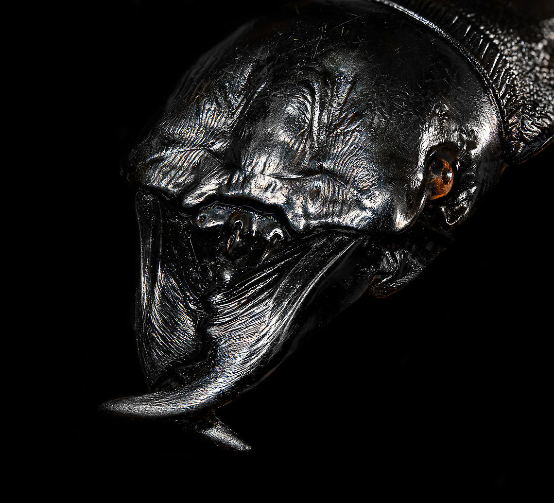 Dinoscaris gallieni - head Specimen at 45mm. Originally from Madagascar, in the very obscure Dinoscaris genus.<br />
The species is pitch black all over whilst also being highly reflective. <br />
<br />
<figure class="photo"><a href="https://www.jungledragon.com/image/117318/dinoscaris_gallieni.html" title="Dinoscaris gallieni"><img src="https://s3.amazonaws.com/media.jungledragon.com/images/2/117318_thumb.jpg?AWSAccessKeyId=05GMT0V3GWVNE7GGM1R2&Expires=1769040010&Signature=TE4WL%2BhQNRDcKftIPrnrbb7nbRs%3D" width="140" height="152" alt="Dinoscaris gallieni Specimen at 45mm. Originally from Madagascar, in the very obscure Dinoscaris genus.<br />
The species is pitch black all over whilst also being highly reflective. <br />
<br />
https://www.jungledragon.com/image/117318/dinoscaris_gallieni.html<br />
https://www.jungledragon.com/image/117319/dinoscaris_gallieni_-_side_view.html<br />
https://www.jungledragon.com/image/117320/dinoscaris_gallieni_-_head.html<br />
https://www.jungledragon.com/image/117321/dinoscaris_gallieni_-_frontal.html<br />
<br />
As this is somewhat of a worst case example, it might be &quot;fun&quot; to describe the time and steps involved...<br />
<br />
First comes cleaning. An insect looking superficially clean is most often extremely dirty when magnified strongly. My first treatment is to submerge it in contact lens cleaner for at least 24 hours. Not only does this remove loose dust particles, it also &quot;attacks&quot; sticky dirt, yet in a way that does not damage the specimen. Furthermore, contact lens cleaner is a softener, it brings back some flexibility to a dried specimen.<br />
<br />
On some subjects, in particular beetles, this is not enough to remove the very sticky dirt. In such cases, I escalate the cleaning strategy to Decon90. A chemical used in laboratories to decontaminate surfaces. I dip a small paint brush into Decon90 and paint the subject with it gently. I&#039;ll let it be for 30 mins. Then I do it again, but this time using an applicator, actively rubbing the dirty spots. You can&#039;t keep Decon90 on a specimen too long, so next I rinse the specimen in plain water. <br />
<br />
To speed up drying, I have a small but powerful fan. This still leaves the problem of trapped water. Drops of water stuck in little ridges of the subject. These create massive artifacts when focus stacking, so I remove them with dry applicators, basically absorbing the water. <br />
<br />
I&#039;ll then do a first focus stack test shot. Not to produce an attractive photo, just to inspect the subject in maximum detail. More often then not, I discover new dirt, and have to repeat the Decon90 step.<br />
<br />
My final option, not used in this case, is Butylglycol. A solvent used in many industrial and household cleaning products. In pure form, it&#039;s highly dangerous, you should avoid any contact with it, avoid breathing it, and don&#039;t let its vapor get in your eyes either. <br />
<br />
Next comes the challenge of illuminating something that doesn&#039;t want its details resolved. I&#039;ll spare you the painful details, but this one required 4 light sources and a total of 6 diffusers. The background is a sheet of Fineshut Pro, one of the darkest (anti-reflection) materials available.<br />
<br />
Finally, there&#039;s color correction, even though the subject doesn&#039;t have any. The many light sources create unwanted color casts (warm and cool ones) that need normalization. <br />
<br />
Altogether it took some work every night of this week just to produce this outcome. Is all of this worth it for such a dull subject and relatively &quot;meh&quot; result? <br />
<br />
Hell yes it is. What kind of a question is that? Dinoscaris gallieni,Macro" /></a></figure><br />
<figure class="photo"><a href="https://www.jungledragon.com/image/117319/dinoscaris_gallieni_-_side_view.html" title="Dinoscaris gallieni - side view"><img src="https://s3.amazonaws.com/media.jungledragon.com/images/2/117319_thumb.jpg?AWSAccessKeyId=05GMT0V3GWVNE7GGM1R2&Expires=1769040010&Signature=sLpzNS4%2FWvMCoimWbfJcykH%2BC2U%3D" width="200" height="112" alt="Dinoscaris gallieni - side view Specimen at 45mm. Originally from Madagascar, in the very obscure Dinoscaris genus.<br />
The species is pitch black all over whilst also being highly reflective. <br />
<br />
https://www.jungledragon.com/image/117318/dinoscaris_gallieni.html<br />
https://www.jungledragon.com/image/117319/dinoscaris_gallieni_-_side_view.html<br />
https://www.jungledragon.com/image/117320/dinoscaris_gallieni_-_head.html<br />
https://www.jungledragon.com/image/117321/dinoscaris_gallieni_-_frontal.html<br />
<br />
As this is somewhat of a worst case example, it might be &quot;fun&quot; to describe the time and steps involved...<br />
<br />
First comes cleaning. An insect looking superficially clean is most often extremely dirty when magnified strongly. My first treatment is to submerge it in contact lens cleaner for at least 24 hours. Not only does this remove loose dust particles, it also &quot;attacks&quot; sticky dirt, yet in a way that does not damage the specimen. Furthermore, contact lens cleaner is a softener, it brings back some flexibility to a dried specimen.<br />
<br />
On some subjects, in particular beetles, this is not enough to remove the very sticky dirt. In such cases, I escalate the cleaning strategy to Decon90. A chemical used in laboratories to decontaminate surfaces. I dip a small paint brush into Decon90 and paint the subject with it gently. I&#039;ll let it be for 30 mins. Then I do it again, but this time using an applicator, actively rubbing the dirty spots. You can&#039;t keep Decon90 on a specimen too long, so next I rinse the specimen in plain water. <br />
<br />
To speed up drying, I have a small but powerful fan. This still leaves the problem of trapped water. Drops of water stuck in little ridges of the subject. These create massive artifacts when focus stacking, so I remove them with dry applicators, basically absorbing the water. <br />
<br />
I&#039;ll then do a first focus stack test shot. Not to produce an attractive photo, just to inspect the subject in maximum detail. More often then not, I discover new dirt, and have to repeat the Decon90 step.<br />
<br />
My final option, not used in this case, is Butylglycol. A solvent used in many industrial and household cleaning products. In pure form, it&#039;s highly dangerous, you should avoid any contact with it, avoid breathing it, and don&#039;t let its vapor get in your eyes either. <br />
<br />
Next comes the challenge of illuminating something that doesn&#039;t want its details resolved. I&#039;ll spare you the painful details, but this one required 4 light sources and a total of 6 diffusers. The background is a sheet of Fineshut Pro, one of the darkest (anti-reflection) materials available.<br />
<br />
Finally, there&#039;s color correction, even though the subject doesn&#039;t have any. The many light sources create unwanted color casts (warm and cool ones) that need normalization. <br />
<br />
Altogether it took some work every night of this week just to produce this outcome. Is all of this worth it for such a dull subject and relatively &quot;meh&quot; result? <br />
<br />
Hell yes it is. What kind of a question is that? Dinoscaris gallieni,Macro" /></a></figure><br />
<figure class="photo"><a href="https://www.jungledragon.com/image/117320/dinoscaris_gallieni_-_head.html" title="Dinoscaris gallieni - head"><img src="https://s3.amazonaws.com/media.jungledragon.com/images/2/117320_thumb.jpg?AWSAccessKeyId=05GMT0V3GWVNE7GGM1R2&Expires=1769040010&Signature=vAVEehSK6v0aChcOW8ZRXTOOGuo%3D" width="200" height="182" alt="Dinoscaris gallieni - head Specimen at 45mm. Originally from Madagascar, in the very obscure Dinoscaris genus.<br />
The species is pitch black all over whilst also being highly reflective. <br />
<br />
https://www.jungledragon.com/image/117318/dinoscaris_gallieni.html<br />
https://www.jungledragon.com/image/117319/dinoscaris_gallieni_-_side_view.html<br />
https://www.jungledragon.com/image/117320/dinoscaris_gallieni_-_head.html<br />
https://www.jungledragon.com/image/117321/dinoscaris_gallieni_-_frontal.html<br />
<br />
As this is somewhat of a worst case example, it might be &quot;fun&quot; to describe the time and steps involved...<br />
<br />
First comes cleaning. An insect looking superficially clean is most often extremely dirty when magnified strongly. My first treatment is to submerge it in contact lens cleaner for at least 24 hours. Not only does this remove loose dust particles, it also &quot;attacks&quot; sticky dirt, yet in a way that does not damage the specimen. Furthermore, contact lens cleaner is a softener, it brings back some flexibility to a dried specimen.<br />
<br />
On some subjects, in particular beetles, this is not enough to remove the very sticky dirt. In such cases, I escalate the cleaning strategy to Decon90. A chemical used in laboratories to decontaminate surfaces. I dip a small paint brush into Decon90 and paint the subject with it gently. I&#039;ll let it be for 30 mins. Then I do it again, but this time using an applicator, actively rubbing the dirty spots. You can&#039;t keep Decon90 on a specimen too long, so next I rinse the specimen in plain water. <br />
<br />
To speed up drying, I have a small but powerful fan. This still leaves the problem of trapped water. Drops of water stuck in little ridges of the subject. These create massive artifacts when focus stacking, so I remove them with dry applicators, basically absorbing the water. <br />
<br />
I&#039;ll then do a first focus stack test shot. Not to produce an attractive photo, just to inspect the subject in maximum detail. More often then not, I discover new dirt, and have to repeat the Decon90 step.<br />
<br />
My final option, not used in this case, is Butylglycol. A solvent used in many industrial and household cleaning products. In pure form, it&#039;s highly dangerous, you should avoid any contact with it, avoid breathing it, and don&#039;t let its vapor get in your eyes either. <br />
<br />
Next comes the challenge of illuminating something that doesn&#039;t want its details resolved. I&#039;ll spare you the painful details, but this one required 4 light sources and a total of 6 diffusers. The background is a sheet of Fineshut Pro, one of the darkest (anti-reflection) materials available.<br />
<br />
Finally, there&#039;s color correction, even though the subject doesn&#039;t have any. The many light sources create unwanted color casts (warm and cool ones) that need normalization. <br />
<br />
Altogether it took some work every night of this week just to produce this outcome. Is all of this worth it for such a dull subject and relatively &quot;meh&quot; result? <br />
<br />
Hell yes it is. What kind of a question is that? Dinoscaris gallieni,Extreme Macro" /></a></figure><br />
<figure class="photo"><a href="https://www.jungledragon.com/image/117321/dinoscaris_gallieni_-_frontal.html" title="Dinoscaris gallieni - frontal"><img src="https://s3.amazonaws.com/media.jungledragon.com/images/2/117321_thumb.jpg?AWSAccessKeyId=05GMT0V3GWVNE7GGM1R2&Expires=1769040010&Signature=mQ5ZFDv5JUrCF0HiBwLq0Nj5sOA%3D" width="138" height="152" alt="Dinoscaris gallieni - frontal Specimen at 45mm. Originally from Madagascar, in the very obscure Dinoscaris genus.<br />
The species is pitch black all over whilst also being highly reflective. <br />
<br />
https://www.jungledragon.com/image/117318/dinoscaris_gallieni.html<br />
https://www.jungledragon.com/image/117319/dinoscaris_gallieni_-_side_view.html<br />
https://www.jungledragon.com/image/117320/dinoscaris_gallieni_-_head.html<br />
https://www.jungledragon.com/image/117321/dinoscaris_gallieni_-_frontal.html<br />
<br />
As this is somewhat of a worst case example, it might be &quot;fun&quot; to describe the time and steps involved...<br />
<br />
First comes cleaning. An insect looking superficially clean is most often extremely dirty when magnified strongly. My first treatment is to submerge it in contact lens cleaner for at least 24 hours. Not only does this remove loose dust particles, it also &quot;attacks&quot; sticky dirt, yet in a way that does not damage the specimen. Furthermore, contact lens cleaner is a softener, it brings back some flexibility to a dried specimen.<br />
<br />
On some subjects, in particular beetles, this is not enough to remove the very sticky dirt. In such cases, I escalate the cleaning strategy to Decon90. A chemical used in laboratories to decontaminate surfaces. I dip a small paint brush into Decon90 and paint the subject with it gently. I&#039;ll let it be for 30 mins. Then I do it again, but this time using an applicator, actively rubbing the dirty spots. You can&#039;t keep Decon90 on a specimen too long, so next I rinse the specimen in plain water. <br />
<br />
To speed up drying, I have a small but powerful fan. This still leaves the problem of trapped water. Drops of water stuck in little ridges of the subject. These create massive artifacts when focus stacking, so I remove them with dry applicators, basically absorbing the water. <br />
<br />
I&#039;ll then do a first focus stack test shot. Not to produce an attractive photo, just to inspect the subject in maximum detail. More often then not, I discover new dirt, and have to repeat the Decon90 step.<br />
<br />
My final option, not used in this case, is Butylglycol. A solvent used in many industrial and household cleaning products. In pure form, it&#039;s highly dangerous, you should avoid any contact with it, avoid breathing it, and don&#039;t let its vapor get in your eyes either. <br />
<br />
Next comes the challenge of illuminating something that doesn&#039;t want its details resolved. I&#039;ll spare you the painful details, but this one required 4 light sources and a total of 6 diffusers. The background is a sheet of Fineshut Pro, one of the darkest (anti-reflection) materials available.<br />
<br />
Finally, there&#039;s color correction, even though the subject doesn&#039;t have any. The many light sources create unwanted color casts (warm and cool ones) that need normalization. <br />
<br />
Altogether it took some work every night of this week just to produce this outcome. Is all of this worth it for such a dull subject and relatively &quot;meh&quot; result? <br />
<br />
Hell yes it is. What kind of a question is that? Dinoscaris gallieni,Extreme Macro,Extreme Macro Portraits" /></a></figure><br />
<br />
As this is somewhat of a worst case example, it might be &quot;fun&quot; to describe the time and steps involved...<br />
<br />
First comes cleaning. An insect looking superficially clean is most often extremely dirty when magnified strongly. My first treatment is to submerge it in contact lens cleaner for at least 24 hours. Not only does this remove loose dust particles, it also &quot;attacks&quot; sticky dirt, yet in a way that does not damage the specimen. Furthermore, contact lens cleaner is a softener, it brings back some flexibility to a dried specimen.<br />
<br />
On some subjects, in particular beetles, this is not enough to remove the very sticky dirt. In such cases, I escalate the cleaning strategy to Decon90. A chemical used in laboratories to decontaminate surfaces. I dip a small paint brush into Decon90 and paint the subject with it gently. I&#039;ll let it be for 30 mins. Then I do it again, but this time using an applicator, actively rubbing the dirty spots. You can&#039;t keep Decon90 on a specimen too long, so next I rinse the specimen in plain water. <br />
<br />
To speed up drying, I have a small but powerful fan. This still leaves the problem of trapped water. Drops of water stuck in little ridges of the subject. These create massive artifacts when focus stacking, so I remove them with dry applicators, basically absorbing the water. <br />
<br />
I&#039;ll then do a first focus stack test shot. Not to produce an attractive photo, just to inspect the subject in maximum detail. More often then not, I discover new dirt, and have to repeat the Decon90 step.<br />
<br />
My final option, not used in this case, is Butylglycol. A solvent used in many industrial and household cleaning products. In pure form, it&#039;s highly dangerous, you should avoid any contact with it, avoid breathing it, and don&#039;t let its vapor get in your eyes either. <br />
<br />
Next comes the challenge of illuminating something that doesn&#039;t want its details resolved. I&#039;ll spare you the painful details, but this one required 4 light sources and a total of 6 diffusers. The background is a sheet of Fineshut Pro, one of the darkest (anti-reflection) materials available.<br />
<br />
Finally, there&#039;s color correction, even though the subject doesn&#039;t have any. The many light sources create unwanted color casts (warm and cool ones) that need normalization. <br />
<br />
Altogether it took some work every night of this week just to produce this outcome. Is all of this worth it for such a dull subject and relatively &quot;meh&quot; result? <br />
<br />
Hell yes it is. What kind of a question is that? Dinoscaris gallieni,Extreme Macro