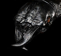 Dinoscaris gallieni - head Specimen at 45mm. Originally from Madagascar, in the very obscure Dinoscaris genus.<br />
The species is pitch black all over whilst also being highly reflective. <br />
<br />
https://www.jungledragon.com/image/117318/dinoscaris_gallieni.html<br />
https://www.jungledragon.com/image/117319/dinoscaris_gallieni_-_side_view.html<br />
https://www.jungledragon.com/image/117320/dinoscaris_gallieni_-_head.html<br />
https://www.jungledragon.com/image/117321/dinoscaris_gallieni_-_frontal.html<br />
<br />
As this is somewhat of a worst case example, it might be "fun" to describe the time and steps involved...<br />
<br />
First comes cleaning. An insect looking superficially clean is most often extremely dirty when magnified strongly. My first treatment is to submerge it in contact lens cleaner for at least 24 hours. Not only does this remove loose dust particles, it also "attacks" sticky dirt, yet in a way that does not damage the specimen. Furthermore, contact lens cleaner is a softener, it brings back some flexibility to a dried specimen.<br />
<br />
On some subjects, in particular beetles, this is not enough to remove the very sticky dirt. In such cases, I escalate the cleaning strategy to Decon90. A chemical used in laboratories to decontaminate surfaces. I dip a small paint brush into Decon90 and paint the subject with it gently. I'll let it be for 30 mins. Then I do it again, but this time using an applicator, actively rubbing the dirty spots. You can't keep Decon90 on a specimen too long, so next I rinse the specimen in plain water. <br />
<br />
To speed up drying, I have a small but powerful fan. This still leaves the problem of trapped water. Drops of water stuck in little ridges of the subject. These create massive artifacts when focus stacking, so I remove them with dry applicators, basically absorbing the water. <br />
<br />
I'll then do a first focus stack test shot. Not to produce an attractive photo, just to inspect the subject in maximum detail. More often then not, I discover new dirt, and have to repeat the Decon90 step.<br />
<br />
My final option, not used in this case, is Butylglycol. A solvent used in many industrial and household cleaning products. In pure form, it's highly dangerous, you should avoid any contact with it, avoid breathing it, and don't let its vapor get in your eyes either. <br />
<br />
Next comes the challenge of illuminating something that doesn't want its details resolved. I'll spare you the painful details, but this one required 4 light sources and a total of 6 diffusers. The background is a sheet of Fineshut Pro, one of the darkest (anti-reflection) materials available.<br />
<br />
Finally, there's color correction, even though the subject doesn't have any. The many light sources create unwanted color casts (warm and cool ones) that need normalization. <br />
<br />
Altogether it took some work every night of this week just to produce this outcome. Is all of this worth it for such a dull subject and relatively "meh" result? <br />
<br />
Hell yes it is. What kind of a question is that? Dinoscaris gallieni,Extreme Macro