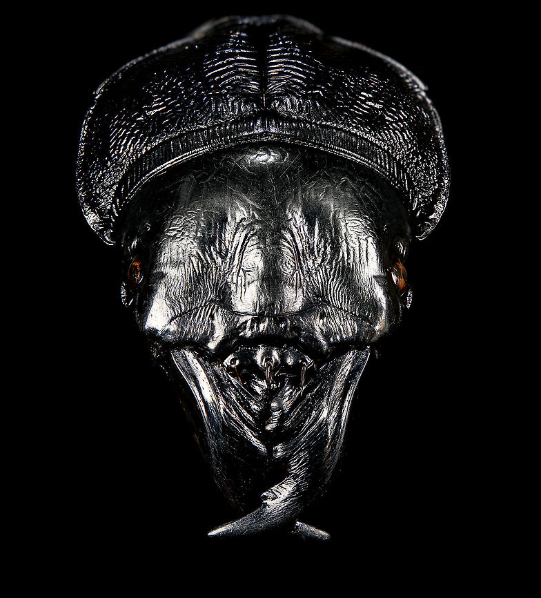 Dinoscaris gallieni - frontal Specimen at 45mm. Originally from Madagascar, in the very obscure Dinoscaris genus.<br />
The species is pitch black all over whilst also being highly reflective. <br />
<br />
<figure class="photo"><a href="https://www.jungledragon.com/image/117318/dinoscaris_gallieni.html" title="Dinoscaris gallieni"><img src="https://s3.amazonaws.com/media.jungledragon.com/images/2/117318_thumb.jpg?AWSAccessKeyId=05GMT0V3GWVNE7GGM1R2&Expires=1769040010&Signature=TE4WL%2BhQNRDcKftIPrnrbb7nbRs%3D" width="140" height="152" alt="Dinoscaris gallieni Specimen at 45mm. Originally from Madagascar, in the very obscure Dinoscaris genus.<br />
The species is pitch black all over whilst also being highly reflective. <br />
<br />
https://www.jungledragon.com/image/117318/dinoscaris_gallieni.html<br />
https://www.jungledragon.com/image/117319/dinoscaris_gallieni_-_side_view.html<br />
https://www.jungledragon.com/image/117320/dinoscaris_gallieni_-_head.html<br />
https://www.jungledragon.com/image/117321/dinoscaris_gallieni_-_frontal.html<br />
<br />
As this is somewhat of a worst case example, it might be "fun" to describe the time and steps involved...<br />
<br />
First comes cleaning. An insect looking superficially clean is most often extremely dirty when magnified strongly. My first treatment is to submerge it in contact lens cleaner for at least 24 hours. Not only does this remove loose dust particles, it also "attacks" sticky dirt, yet in a way that does not damage the specimen. Furthermore, contact lens cleaner is a softener, it brings back some flexibility to a dried specimen.<br />
<br />
On some subjects, in particular beetles, this is not enough to remove the very sticky dirt. In such cases, I escalate the cleaning strategy to Decon90. A chemical used in laboratories to decontaminate surfaces. I dip a small paint brush into Decon90 and paint the subject with it gently. I'll let it be for 30 mins. Then I do it again, but this time using an applicator, actively rubbing the dirty spots. You can't keep Decon90 on a specimen too long, so next I rinse the specimen in plain water. <br />
<br />
To speed up drying, I have a small but powerful fan. This still leaves the problem of trapped water. Drops of water stuck in little ridges of the subject. These create massive artifacts when focus stacking, so I remove them with dry applicators, basically absorbing the water. <br />
<br />
I'll then do a first focus stack test shot. Not to produce an attractive photo, just to inspect the subject in maximum detail. More often then not, I discover new dirt, and have to repeat the Decon90 step.<br />
<br />
My final option, not used in this case, is Butylglycol. A solvent used in many industrial and household cleaning products. In pure form, it's highly dangerous, you should avoid any contact with it, avoid breathing it, and don't let its vapor get in your eyes either. <br />
<br />
Next comes the challenge of illuminating something that doesn't want its details resolved. I'll spare you the painful details, but this one required 4 light sources and a total of 6 diffusers. The background is a sheet of Fineshut Pro, one of the darkest (anti-reflection) materials available.<br />
<br />
Finally, there's color correction, even though the subject doesn't have any. The many light sources create unwanted color casts (warm and cool ones) that need normalization. <br />
<br />
Altogether it took some work every night of this week just to produce this outcome. Is all of this worth it for such a dull subject and relatively "meh" result? <br />
<br />
Hell yes it is. What kind of a question is that? Dinoscaris gallieni,Macro" /></a></figure><br />
<figure class="photo"><a href="https://www.jungledragon.com/image/117319/dinoscaris_gallieni_-_side_view.html" title="Dinoscaris gallieni - side view"><img src="https://s3.amazonaws.com/media.jungledragon.com/images/2/117319_thumb.jpg?AWSAccessKeyId=05GMT0V3GWVNE7GGM1R2&Expires=1769040010&Signature=sLpzNS4%2FWvMCoimWbfJcykH%2BC2U%3D" width="200" height="112" alt="Dinoscaris gallieni - side view Specimen at 45mm. Originally from Madagascar, in the very obscure Dinoscaris genus.<br />
The species is pitch black all over whilst also being highly reflective. <br />
<br />
https://www.jungledragon.com/image/117318/dinoscaris_gallieni.html<br />
https://www.jungledragon.com/image/117319/dinoscaris_gallieni_-_side_view.html<br />
https://www.jungledragon.com/image/117320/dinoscaris_gallieni_-_head.html<br />
https://www.jungledragon.com/image/117321/dinoscaris_gallieni_-_frontal.html<br />
<br />
As this is somewhat of a worst case example, it might be "fun" to describe the time and steps involved...<br />
<br />
First comes cleaning. An insect looking superficially clean is most often extremely dirty when magnified strongly. My first treatment is to submerge it in contact lens cleaner for at least 24 hours. Not only does this remove loose dust particles, it also "attacks" sticky dirt, yet in a way that does not damage the specimen. Furthermore, contact lens cleaner is a softener, it brings back some flexibility to a dried specimen.<br />
<br />
On some subjects, in particular beetles, this is not enough to remove the very sticky dirt. In such cases, I escalate the cleaning strategy to Decon90. A chemical used in laboratories to decontaminate surfaces. I dip a small paint brush into Decon90 and paint the subject with it gently. I'll let it be for 30 mins. Then I do it again, but this time using an applicator, actively rubbing the dirty spots. You can't keep Decon90 on a specimen too long, so next I rinse the specimen in plain water. <br />
<br />
To speed up drying, I have a small but powerful fan. This still leaves the problem of trapped water. Drops of water stuck in little ridges of the subject. These create massive artifacts when focus stacking, so I remove them with dry applicators, basically absorbing the water. <br />
<br />
I'll then do a first focus stack test shot. Not to produce an attractive photo, just to inspect the subject in maximum detail. More often then not, I discover new dirt, and have to repeat the Decon90 step.<br />
<br />
My final option, not used in this case, is Butylglycol. A solvent used in many industrial and household cleaning products. In pure form, it's highly dangerous, you should avoid any contact with it, avoid breathing it, and don't let its vapor get in your eyes either. <br />
<br />
Next comes the challenge of illuminating something that doesn't want its details resolved. I'll spare you the painful details, but this one required 4 light sources and a total of 6 diffusers. The background is a sheet of Fineshut Pro, one of the darkest (anti-reflection) materials available.<br />
<br />
Finally, there's color correction, even though the subject doesn't have any. The many light sources create unwanted color casts (warm and cool ones) that need normalization. <br />
<br />
Altogether it took some work every night of this week just to produce this outcome. Is all of this worth it for such a dull subject and relatively "meh" result? <br />
<br />
Hell yes it is. What kind of a question is that? Dinoscaris gallieni,Macro" /></a></figure><br />
<figure class="photo"><a href="https://www.jungledragon.com/image/117320/dinoscaris_gallieni_-_head.html" title="Dinoscaris gallieni - head"><img src="https://s3.amazonaws.com/media.jungledragon.com/images/2/117320_thumb.jpg?AWSAccessKeyId=05GMT0V3GWVNE7GGM1R2&Expires=1769040010&Signature=vAVEehSK6v0aChcOW8ZRXTOOGuo%3D" width="200" height="182" alt="Dinoscaris gallieni - head Specimen at 45mm. Originally from Madagascar, in the very obscure Dinoscaris genus.<br />
The species is pitch black all over whilst also being highly reflective. <br />
<br />
https://www.jungledragon.com/image/117318/dinoscaris_gallieni.html<br />
https://www.jungledragon.com/image/117319/dinoscaris_gallieni_-_side_view.html<br />
https://www.jungledragon.com/image/117320/dinoscaris_gallieni_-_head.html<br />
https://www.jungledragon.com/image/117321/dinoscaris_gallieni_-_frontal.html<br />
<br />
As this is somewhat of a worst case example, it might be "fun" to describe the time and steps involved...<br />
<br />
First comes cleaning. An insect looking superficially clean is most often extremely dirty when magnified strongly. My first treatment is to submerge it in contact lens cleaner for at least 24 hours. Not only does this remove loose dust particles, it also "attacks" sticky dirt, yet in a way that does not damage the specimen. Furthermore, contact lens cleaner is a softener, it brings back some flexibility to a dried specimen.<br />
<br />
On some subjects, in particular beetles, this is not enough to remove the very sticky dirt. In such cases, I escalate the cleaning strategy to Decon90. A chemical used in laboratories to decontaminate surfaces. I dip a small paint brush into Decon90 and paint the subject with it gently. I'll let it be for 30 mins. Then I do it again, but this time using an applicator, actively rubbing the dirty spots. You can't keep Decon90 on a specimen too long, so next I rinse the specimen in plain water. <br />
<br />
To speed up drying, I have a small but powerful fan. This still leaves the problem of trapped water. Drops of water stuck in little ridges of the subject. These create massive artifacts when focus stacking, so I remove them with dry applicators, basically absorbing the water. <br />
<br />
I'll then do a first focus stack test shot. Not to produce an attractive photo, just to inspect the subject in maximum detail. More often then not, I discover new dirt, and have to repeat the Decon90 step.<br />
<br />
My final option, not used in this case, is Butylglycol. A solvent used in many industrial and household cleaning products. In pure form, it's highly dangerous, you should avoid any contact with it, avoid breathing it, and don't let its vapor get in your eyes either. <br />
<br />
Next comes the challenge of illuminating something that doesn't want its details resolved. I'll spare you the painful details, but this one required 4 light sources and a total of 6 diffusers. The background is a sheet of Fineshut Pro, one of the darkest (anti-reflection) materials available.<br />
<br />
Finally, there's color correction, even though the subject doesn't have any. The many light sources create unwanted color casts (warm and cool ones) that need normalization. <br />
<br />
Altogether it took some work every night of this week just to produce this outcome. Is all of this worth it for such a dull subject and relatively "meh" result? <br />
<br />
Hell yes it is. What kind of a question is that? Dinoscaris gallieni,Extreme Macro" /></a></figure><br />
<figure class="photo"><a href="https://www.jungledragon.com/image/117321/dinoscaris_gallieni_-_frontal.html" title="Dinoscaris gallieni - frontal"><img src="https://s3.amazonaws.com/media.jungledragon.com/images/2/117321_thumb.jpg?AWSAccessKeyId=05GMT0V3GWVNE7GGM1R2&Expires=1769040010&Signature=mQ5ZFDv5JUrCF0HiBwLq0Nj5sOA%3D" width="138" height="152" alt="Dinoscaris gallieni - frontal Specimen at 45mm. Originally from Madagascar, in the very obscure Dinoscaris genus.<br />
The species is pitch black all over whilst also being highly reflective. <br />
<br />
https://www.jungledragon.com/image/117318/dinoscaris_gallieni.html<br />
https://www.jungledragon.com/image/117319/dinoscaris_gallieni_-_side_view.html<br />
https://www.jungledragon.com/image/117320/dinoscaris_gallieni_-_head.html<br />
https://www.jungledragon.com/image/117321/dinoscaris_gallieni_-_frontal.html<br />
<br />
As this is somewhat of a worst case example, it might be "fun" to describe the time and steps involved...<br />
<br />
First comes cleaning. An insect looking superficially clean is most often extremely dirty when magnified strongly. My first treatment is to submerge it in contact lens cleaner for at least 24 hours. Not only does this remove loose dust particles, it also "attacks" sticky dirt, yet in a way that does not damage the specimen. Furthermore, contact lens cleaner is a softener, it brings back some flexibility to a dried specimen.<br />
<br />
On some subjects, in particular beetles, this is not enough to remove the very sticky dirt. In such cases, I escalate the cleaning strategy to Decon90. A chemical used in laboratories to decontaminate surfaces. I dip a small paint brush into Decon90 and paint the subject with it gently. I'll let it be for 30 mins. Then I do it again, but this time using an applicator, actively rubbing the dirty spots. You can't keep Decon90 on a specimen too long, so next I rinse the specimen in plain water. <br />
<br />
To speed up drying, I have a small but powerful fan. This still leaves the problem of trapped water. Drops of water stuck in little ridges of the subject. These create massive artifacts when focus stacking, so I remove them with dry applicators, basically absorbing the water. <br />
<br />
I'll then do a first focus stack test shot. Not to produce an attractive photo, just to inspect the subject in maximum detail. More often then not, I discover new dirt, and have to repeat the Decon90 step.<br />
<br />
My final option, not used in this case, is Butylglycol. A solvent used in many industrial and household cleaning products. In pure form, it's highly dangerous, you should avoid any contact with it, avoid breathing it, and don't let its vapor get in your eyes either. <br />
<br />
Next comes the challenge of illuminating something that doesn't want its details resolved. I'll spare you the painful details, but this one required 4 light sources and a total of 6 diffusers. The background is a sheet of Fineshut Pro, one of the darkest (anti-reflection) materials available.<br />
<br />
Finally, there's color correction, even though the subject doesn't have any. The many light sources create unwanted color casts (warm and cool ones) that need normalization. <br />
<br />
Altogether it took some work every night of this week just to produce this outcome. Is all of this worth it for such a dull subject and relatively "meh" result? <br />
<br />
Hell yes it is. What kind of a question is that? Dinoscaris gallieni,Extreme Macro,Extreme Macro Portraits" /></a></figure><br />
<br />
As this is somewhat of a worst case example, it might be "fun" to describe the time and steps involved...<br />
<br />
First comes cleaning. An insect looking superficially clean is most often extremely dirty when magnified strongly. My first treatment is to submerge it in contact lens cleaner for at least 24 hours. Not only does this remove loose dust particles, it also "attacks" sticky dirt, yet in a way that does not damage the specimen. Furthermore, contact lens cleaner is a softener, it brings back some flexibility to a dried specimen.<br />
<br />
On some subjects, in particular beetles, this is not enough to remove the very sticky dirt. In such cases, I escalate the cleaning strategy to Decon90. A chemical used in laboratories to decontaminate surfaces. I dip a small paint brush into Decon90 and paint the subject with it gently. I'll let it be for 30 mins. Then I do it again, but this time using an applicator, actively rubbing the dirty spots. You can't keep Decon90 on a specimen too long, so next I rinse the specimen in plain water. <br />
<br />
To speed up drying, I have a small but powerful fan. This still leaves the problem of trapped water. Drops of water stuck in little ridges of the subject. These create massive artifacts when focus stacking, so I remove them with dry applicators, basically absorbing the water. <br />
<br />
I'll then do a first focus stack test shot. Not to produce an attractive photo, just to inspect the subject in maximum detail. More often then not, I discover new dirt, and have to repeat the Decon90 step.<br />
<br />
My final option, not used in this case, is Butylglycol. A solvent used in many industrial and household cleaning products. In pure form, it's highly dangerous, you should avoid any contact with it, avoid breathing it, and don't let its vapor get in your eyes either. <br />
<br />
Next comes the challenge of illuminating something that doesn't want its details resolved. I'll spare you the painful details, but this one required 4 light sources and a total of 6 diffusers. The background is a sheet of Fineshut Pro, one of the darkest (anti-reflection) materials available.<br />
<br />
Finally, there's color correction, even though the subject doesn't have any. The many light sources create unwanted color casts (warm and cool ones) that need normalization. <br />
<br />
Altogether it took some work every night of this week just to produce this outcome. Is all of this worth it for such a dull subject and relatively "meh" result? <br />
<br />
Hell yes it is. What kind of a question is that? Dinoscaris gallieni,Extreme Macro,Extreme Macro Portraits