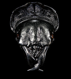 Dinoscaris gallieni - frontal Specimen at 45mm. Originally from Madagascar, in the very obscure Dinoscaris genus.
The species is pitch black all over whilst also being highly reflective. 

https://www.jungledragon.com/image/117318/dinoscaris_gallieni.html
https://www.jungledragon.com/image/117319/dinoscaris_gallieni_-_side_view.html
https://www.jungledragon.com/image/117320/dinoscaris_gallieni_-_head.html
https://www.jungledragon.com/image/117321/dinoscaris_gallieni_-_frontal.html

As this is somewhat of a worst case example, it might be "fun" to describe the time and steps involved...

First comes cleaning. An insect looking superficially clean is most often extremely dirty when magnified strongly. My first treatment is to submerge it in contact lens cleaner for at least 24 hours. Not only does this remove loose dust particles, it also "attacks" sticky dirt, yet in a way that does not damage the specimen. Furthermore, contact lens cleaner is a softener, it brings back some flexibility to a dried specimen.

On some subjects, in particular beetles, this is not enough to remove the very sticky dirt. In such cases, I escalate the cleaning strategy to Decon90. A chemical used in laboratories to decontaminate surfaces. I dip a small paint brush into Decon90 and paint the subject with it gently. I'll let it be for 30 mins. Then I do it again, but this time using an applicator, actively rubbing the dirty spots. You can't keep Decon90 on a specimen too long, so next I rinse the specimen in plain water. 

To speed up drying, I have a small but powerful fan. This still leaves the problem of trapped water. Drops of water stuck in little ridges of the subject. These create massive artifacts when focus stacking, so I remove them with dry applicators, basically absorbing the water. 

I'll then do a first focus stack test shot. Not to produce an attractive photo, just to inspect the subject in maximum detail. More often then not, I discover new dirt, and have to repeat the Decon90 step.

My final option, not used in this case, is Butylglycol. A solvent used in many industrial and household cleaning products. In pure form, it's highly dangerous, you should avoid any contact with it, avoid breathing it, and don't let its vapor get in your eyes either. 

Next comes the challenge of illuminating something that doesn't want its details resolved. I'll spare you the painful details, but this one required 4 light sources and a total of 6 diffusers. The background is a sheet of Fineshut Pro, one of the darkest (anti-reflection) materials available.

Finally, there's color correction, even though the subject doesn't have any. The many light sources create unwanted color casts (warm and cool ones) that need normalization. 

Altogether it took some work every night of this week just to produce this outcome. Is all of this worth it for such a dull subject and relatively "meh" result? 

Hell yes it is. What kind of a question is that? Dinoscaris gallieni,Extreme Macro,Extreme Macro Portraits