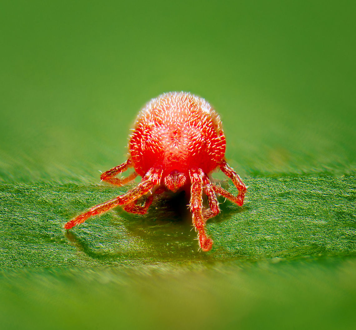Velvet mite / Family Trombidiidae - frontal <figure class="photo"><a href="https://www.jungledragon.com/image/117366/velvet_mite_family_trombidiidae.html" title="Velvet mite / Family Trombidiidae"><img src="https://s3.amazonaws.com/media.jungledragon.com/images/2/117366_thumb.jpg?AWSAccessKeyId=05GMT0V3GWVNE7GGM1R2&Expires=1769040010&Signature=hnXvVivvUCMiv%2F71r57nmunsScE%3D" width="200" height="154" alt="Velvet mite / Family Trombidiidae https://www.jungledragon.com/image/117365/velvet_mite_family_trombidiidae_-_frontal.html<br />
A velvet mite, family Trombidiidae. <br />
<br />
I found this one in the garden. You can just about see them with the naked eye, about the size of a flea, mostly standing out because of their vivid color. <br />
<br />
I cooled it in the freezer to slow it down, but that turned out to be fatal, I'm afraid to say. Positioning a dead 1mm mite is no easy task, but this is the best I could do.<br />
<br />
This is a 7:1 magnification focus stack. The depth of field is 2.25mm (the part of the leaf in focus) so this gives an idea about the mite's size.<br />
<br />
I checked with an expert, and it's not possible to bring this to a species level. I'm thinking it could be the nymph of Trombidium Holosericeum, but it's a wild guess and will stick to the expert's judgement.<br />
<br />
There's about 50,000 mites documented, scientists expect there to exist at least 1 million species.<br />
Mites don't have antennae, likely because they don't even have a head.<br />
<br />
The vivid color of the velvet mites likely are to warn predators. Whom wouldn't be interested anyway, as they taste incredibly foul. As such, many mite species have no predators other than other predatory mites, including cannibalism. Extreme Macro" /></a></figure><br />
A velvet mite, family Trombidiidae. <br />
<br />
I found this one in the garden. You can just about see them with the naked eye, about the size of a flea, mostly standing out because of their vivid color. <br />
<br />
I cooled it in the freezer to slow it down, but that turned out to be fatal, I'm afraid to say. Positioning a dead 1mm mite is no easy task, but this is the best I could do.<br />
<br />
This is a 7:1 magnification focus stack. The depth of field is 2.25mm (the part of the leaf in focus) so this gives an idea about the mite's size.<br />
<br />
I checked with an expert, and it's not possible to bring this to a species level. I'm thinking it could be the nymph of Trombidium Holosericeum, but it's a wild guess and will stick to the expert's judgement.<br />
<br />
There's about 50,000 mites documented, scientists expect there to exist at least 1 million species.<br />
Mites don't have antennae, likely because they don't even have a head. Extreme Macro