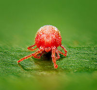 Velvet mite / Family Trombidiidae - frontal https://www.jungledragon.com/image/117366/velvet_mite_family_trombidiidae.html<br />
A velvet mite, family Trombidiidae. <br />
<br />
I found this one in the garden. You can just about see them with the naked eye, about the size of a flea, mostly standing out because of their vivid color. <br />
<br />
I cooled it in the freezer to slow it down, but that turned out to be fatal, I'm afraid to say. Positioning a dead 1mm mite is no easy task, but this is the best I could do.<br />
<br />
This is a 7:1 magnification focus stack. The depth of field is 2.25mm (the part of the leaf in focus) so this gives an idea about the mite's size.<br />
<br />
I checked with an expert, and it's not possible to bring this to a species level. I'm thinking it could be the nymph of Trombidium Holosericeum, but it's a wild guess and will stick to the expert's judgement.<br />
<br />
There's about 50,000 mites documented, scientists expect there to exist at least 1 million species.<br />
Mites don't have antennae, likely because they don't even have a head. Extreme Macro