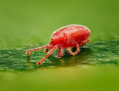 Velvet mite / Family Trombidiidae https://www.jungledragon.com/image/117365/velvet_mite_family_trombidiidae_-_frontal.html
A velvet mite, family Trombidiidae. 

I found this one in the garden. You can just about see them with the naked eye, about the size of a flea, mostly standing out because of their vivid color. 

I cooled it in the freezer to slow it down, but that turned out to be fatal, I'm afraid to say. Positioning a dead 1mm mite is no easy task, but this is the best I could do.

This is a 7:1 magnification focus stack. The depth of field is 2.25mm (the part of the leaf in focus) so this gives an idea about the mite's size.

I checked with an expert, and it's not possible to bring this to a species level. I'm thinking it could be the nymph of Trombidium Holosericeum, but it's a wild guess and will stick to the expert's judgement.

There's about 50,000 mites documented, scientists expect there to exist at least 1 million species.
Mites don't have antennae, likely because they don't even have a head.

The vivid color of the velvet mites likely are to warn predators. Whom wouldn't be interested anyway, as they taste incredibly foul. As such, many mite species have no predators other than other predatory mites, including cannibalism. Extreme Macro