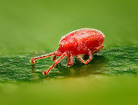 Velvet mite / Family Trombidiidae https://www.jungledragon.com/image/117365/velvet_mite_family_trombidiidae_-_frontal.html<br />
A velvet mite, family Trombidiidae. <br />
<br />
I found this one in the garden. You can just about see them with the naked eye, about the size of a flea, mostly standing out because of their vivid color. <br />
<br />
I cooled it in the freezer to slow it down, but that turned out to be fatal, I'm afraid to say. Positioning a dead 1mm mite is no easy task, but this is the best I could do.<br />
<br />
This is a 7:1 magnification focus stack. The depth of field is 2.25mm (the part of the leaf in focus) so this gives an idea about the mite's size.<br />
<br />
I checked with an expert, and it's not possible to bring this to a species level. I'm thinking it could be the nymph of Trombidium Holosericeum, but it's a wild guess and will stick to the expert's judgement.<br />
<br />
There's about 50,000 mites documented, scientists expect there to exist at least 1 million species.<br />
Mites don't have antennae, likely because they don't even have a head.<br />
<br />
The vivid color of the velvet mites likely are to warn predators. Whom wouldn't be interested anyway, as they taste incredibly foul. As such, many mite species have no predators other than other predatory mites, including cannibalism. Extreme Macro