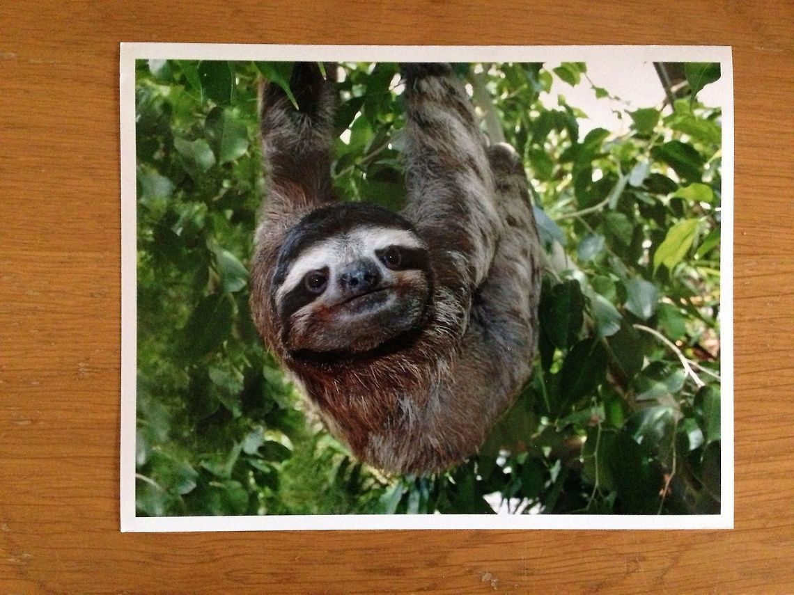 Save our sloths update When we reached 10,000 photos on JungleDragon, a donation was made to the &quot;Save our Sloths&quot; campaign, which funds activities of the sloth sanctuary in Costa Rica. Today in the mail I got a package with a photo, sticker and certificate. Hereby the photo, which perfectly illustrates the purpose of the campaign.<br />
<br />
Once again thank you community. You have made this possible. JungleDragon will keep donating to wildlife for every 1,000 photos added. Keep sharing and we will all keep caring. Bradypus variegatus,Brown-throated sloth,Donations,Geotagged,JungleDragon,The Netherlands