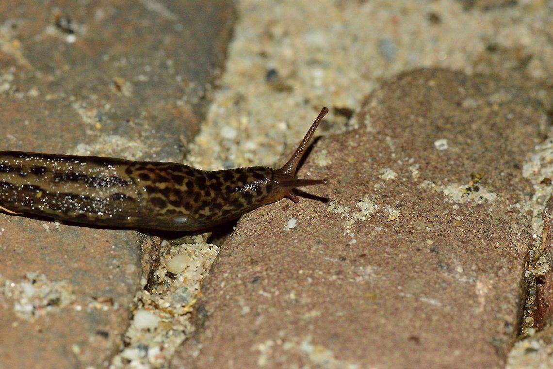 Leopard slug One of the largest slugs in Europe, right in our back yard. They are surprisingly fast. You won't think so if you look at them, but look away for a few minutes, and they are out of sight. They have a reputation of doing great damage to gardens, but I'll just let it be, I don't cultivate our garden. I also leave our apple tree for insects and birds. What many people call a plague, I call cool. Live and let live. Limax maximus