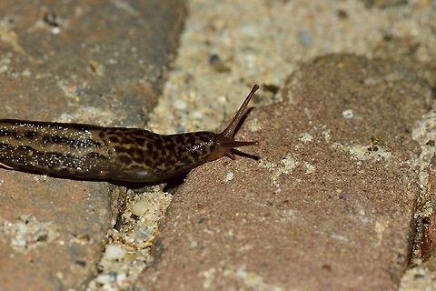 Leopard slug One of the largest slugs in Europe, right in our back yard. They are surprisingly fast. You won't think so if you look at them, but look away for a few minutes, and they are out of sight. They have a reputation of doing great damage to gardens, but I'll just let it be, I don't cultivate our garden. I also leave our apple tree for insects and birds. What many people call a plague, I call cool. Live and let live. Limax maximus