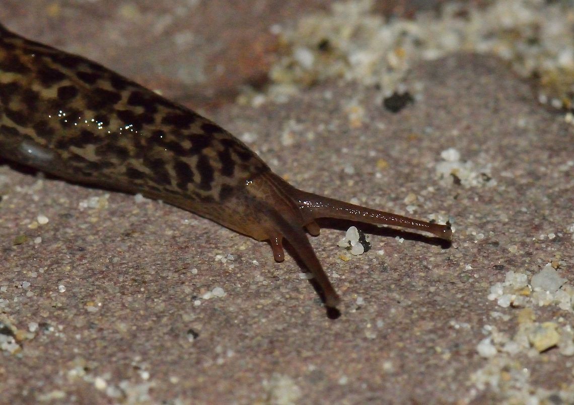 Leopard slug closeup Highlighting their odd eyes. The key challenge for these slugs is not dying during the winter, since their body is 90% water.  Leopard slug,Limax maximus
