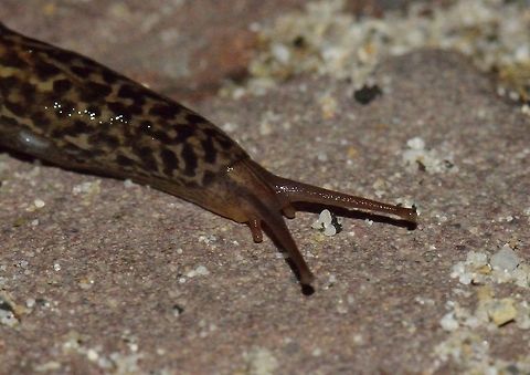 Leopard slug closeup Highlighting their odd eyes. The key challenge for these slugs is not dying during the winter, since their body is 90% water.  Leopard slug,Limax maximus