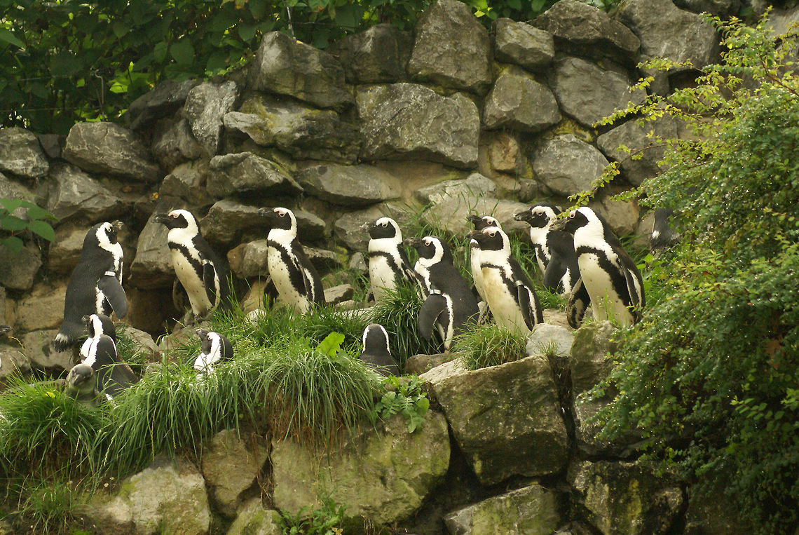 African Penguin family meeting A large group of African pinguins team up to discuss the latest matters. African Penguin,Arnhem Zoo,Black-footed Penguin,Penguins,Spheniscidae,Spheniscus demersus